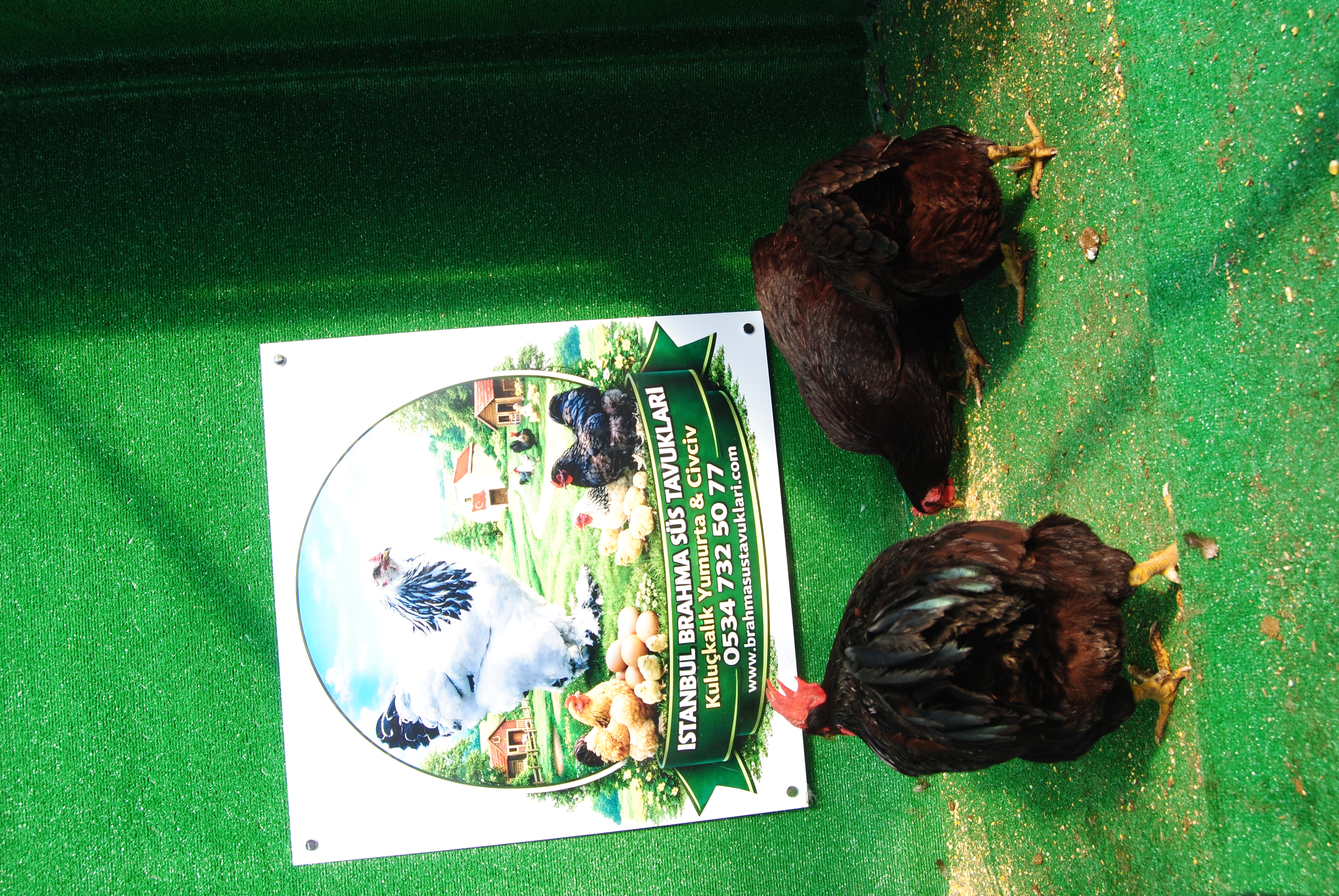 Mahogany Rir Kuluçkalık Yumurta