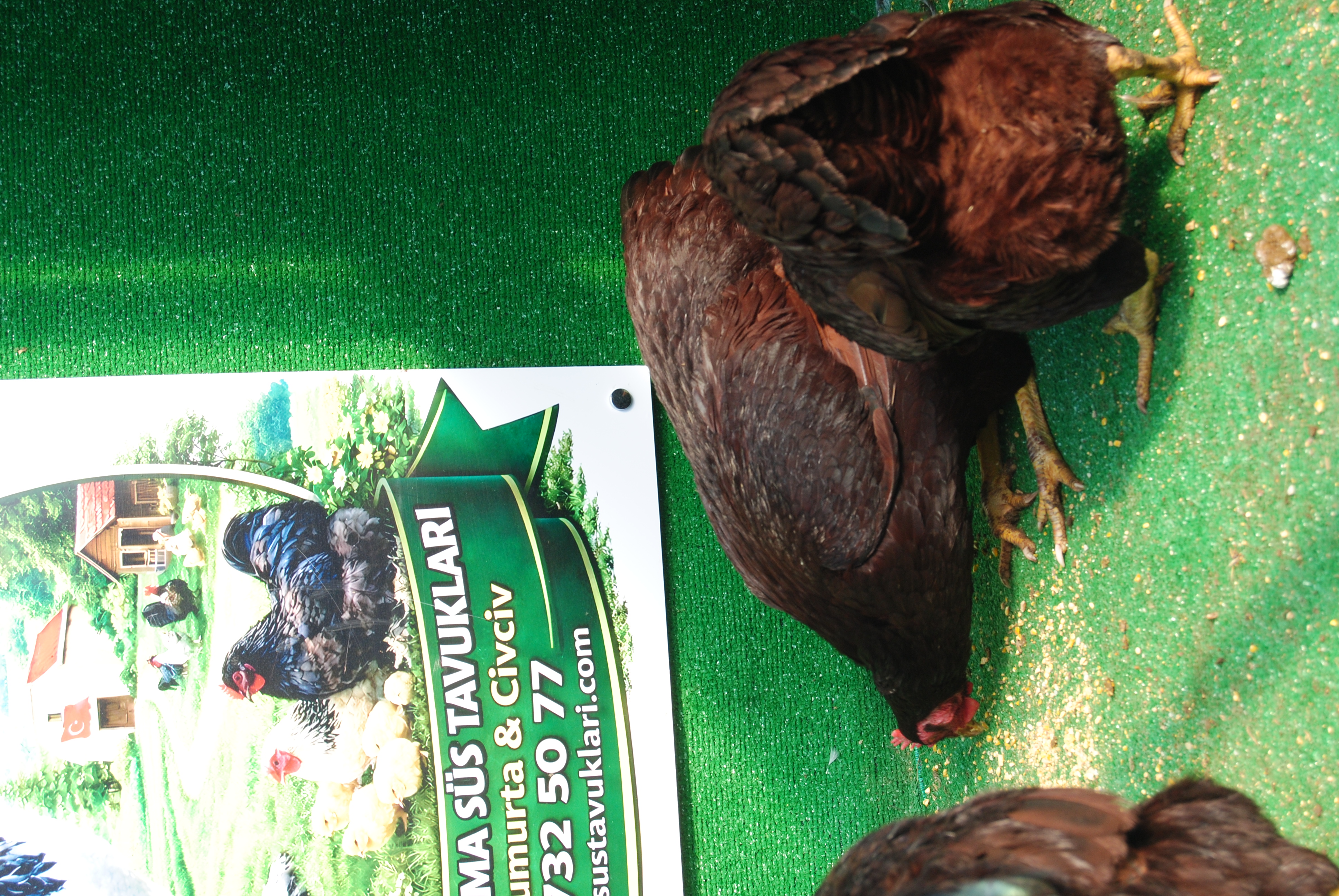 Mahogany Rir Kuluçkalık Yumurta