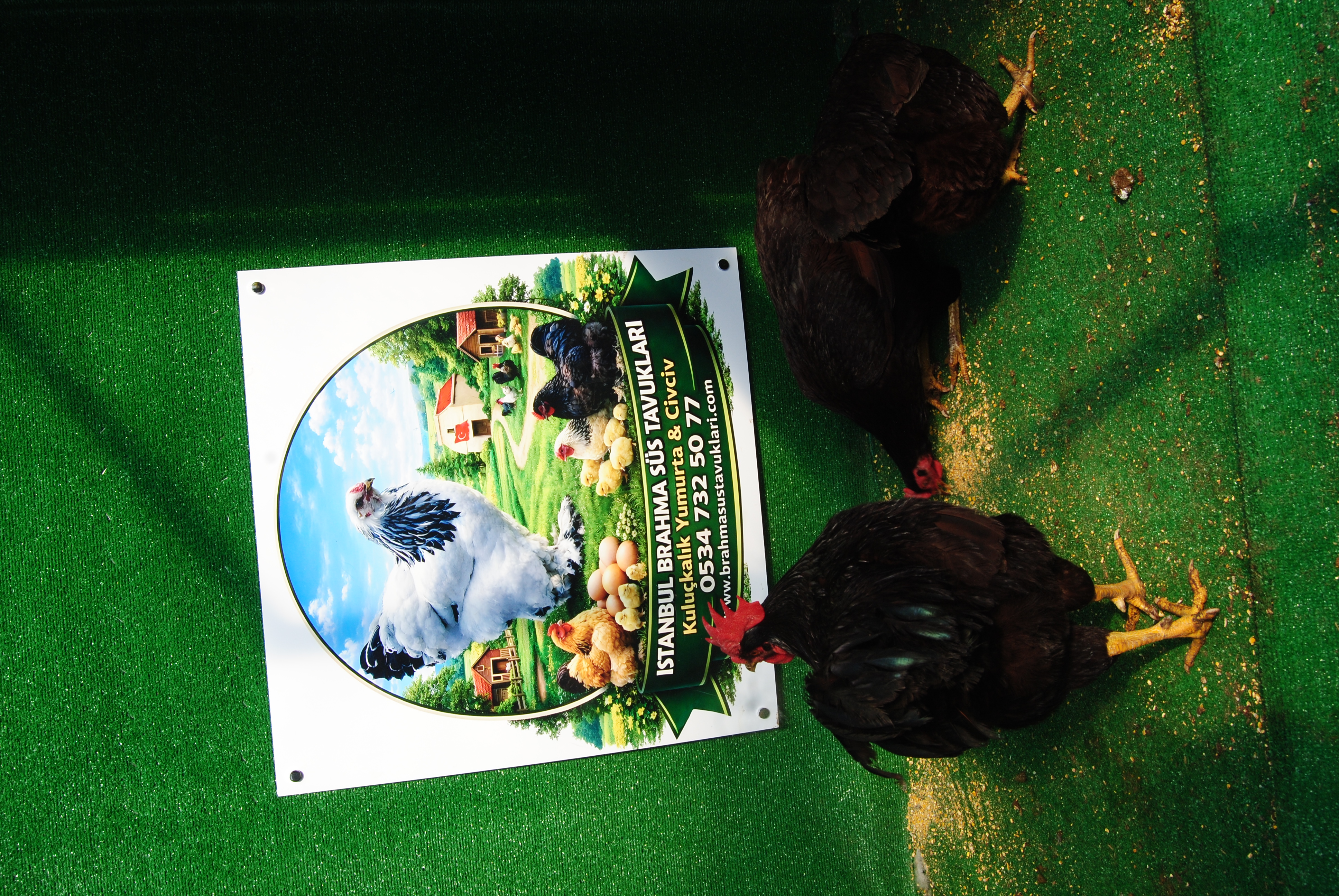 Mahogany Rir Kuluçkalık Yumurta