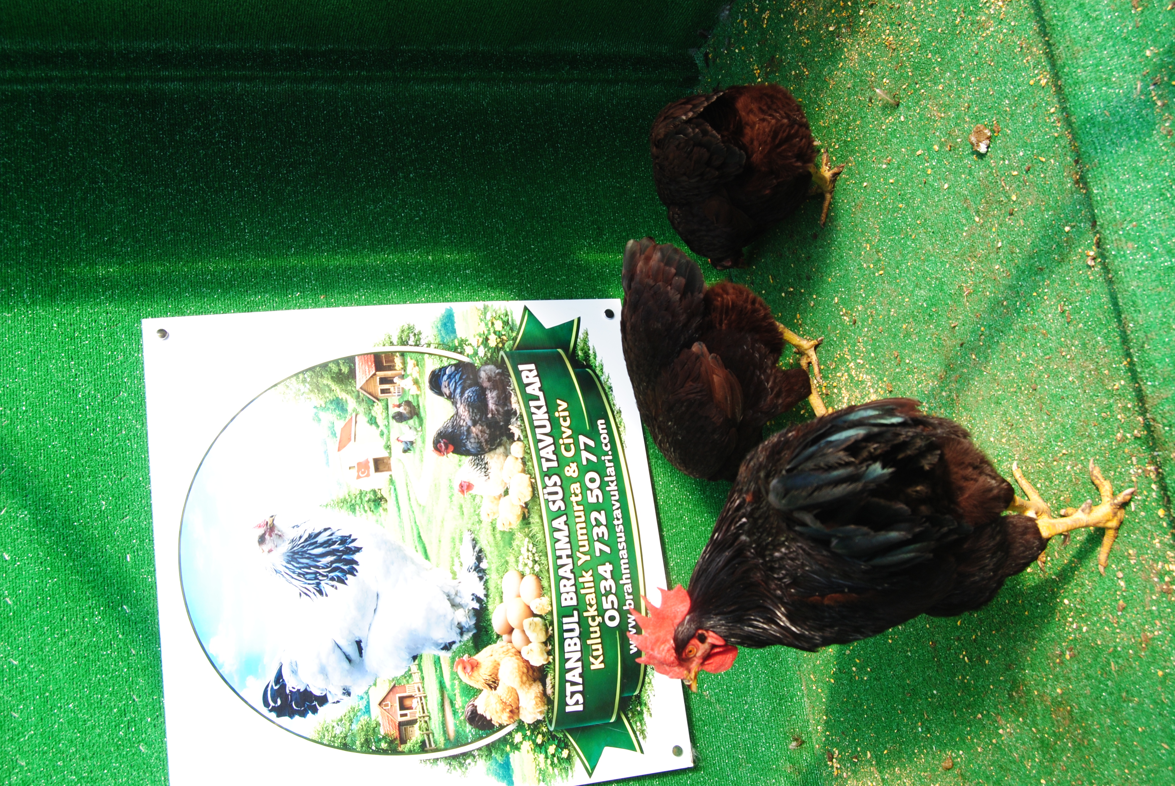 Mahogany Rir Kuluçkalık Yumurta