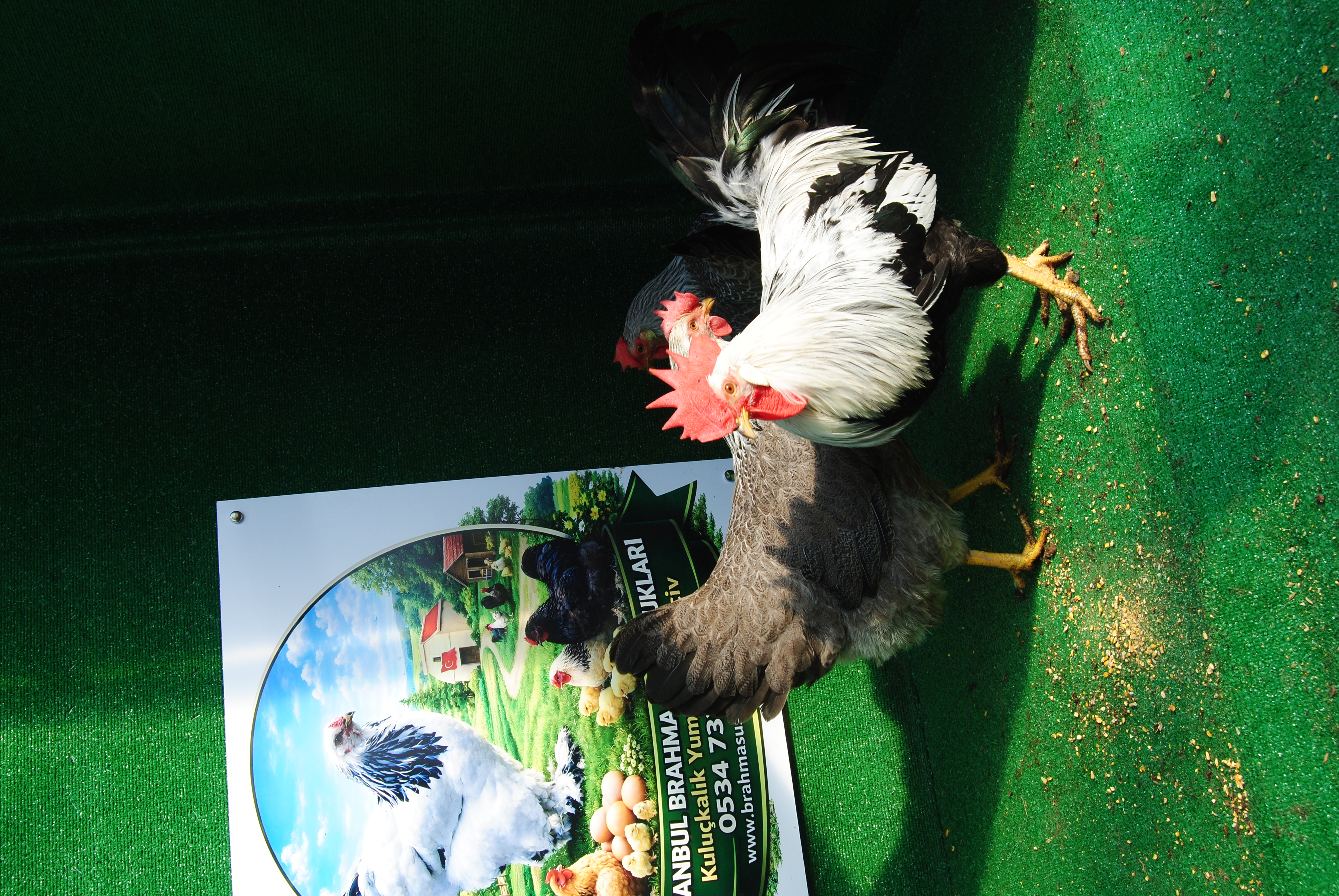 SİLVER LİGORİN KULUÇKALIK YUMURTA