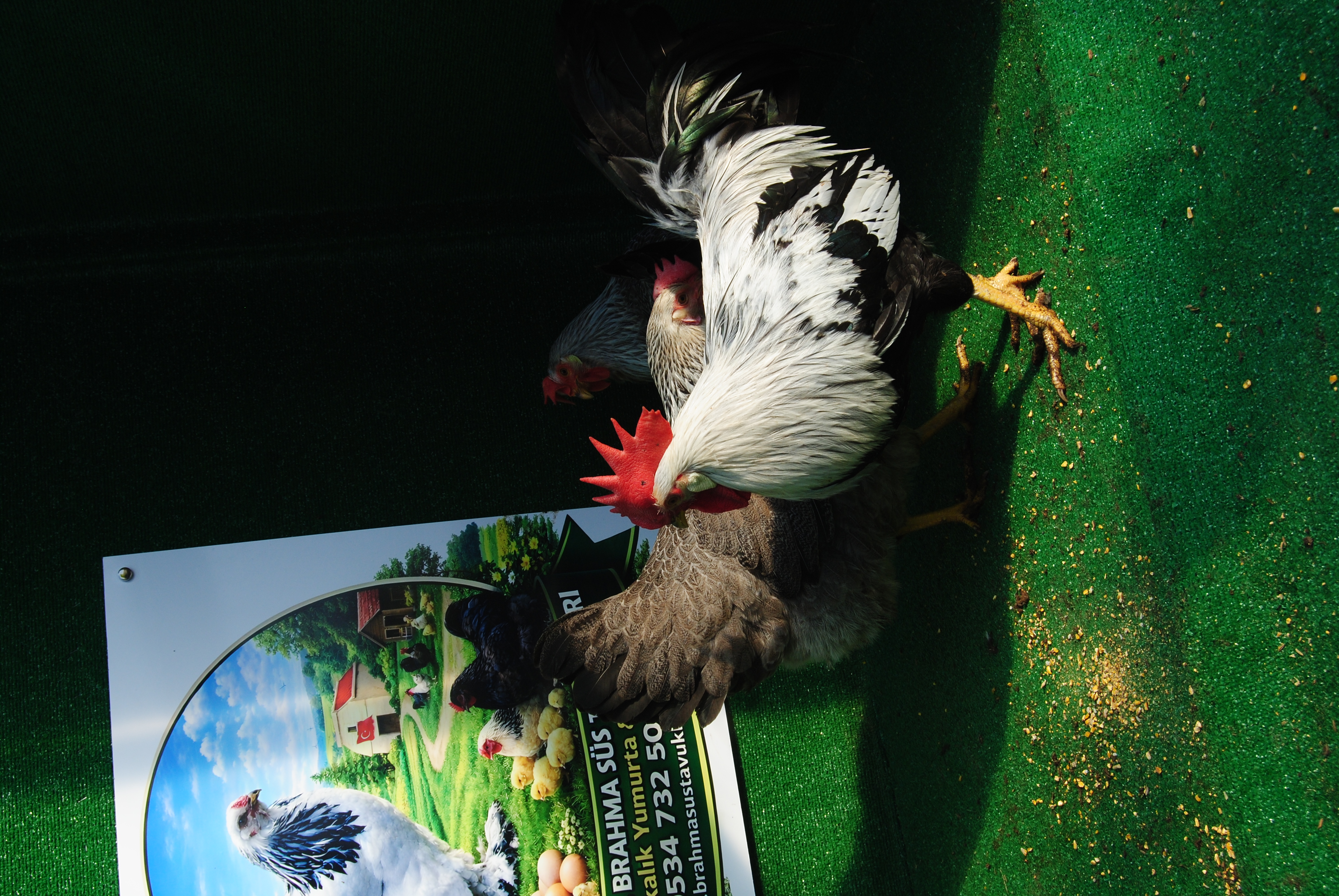 SİLVER LİGORİN KULUÇKALIK YUMURTA