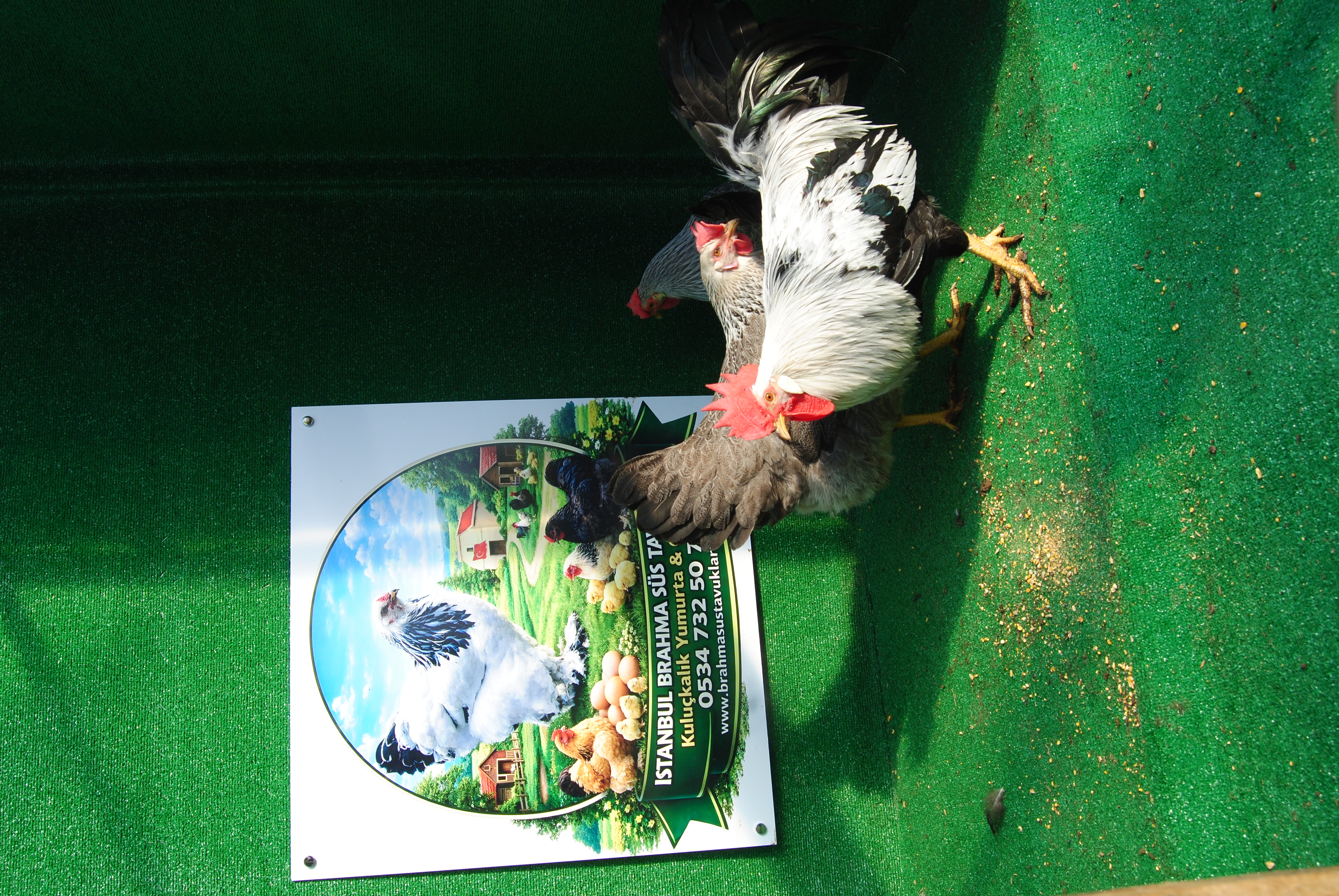 SİLVER LİGORİN KULUÇKALIK YUMURTA