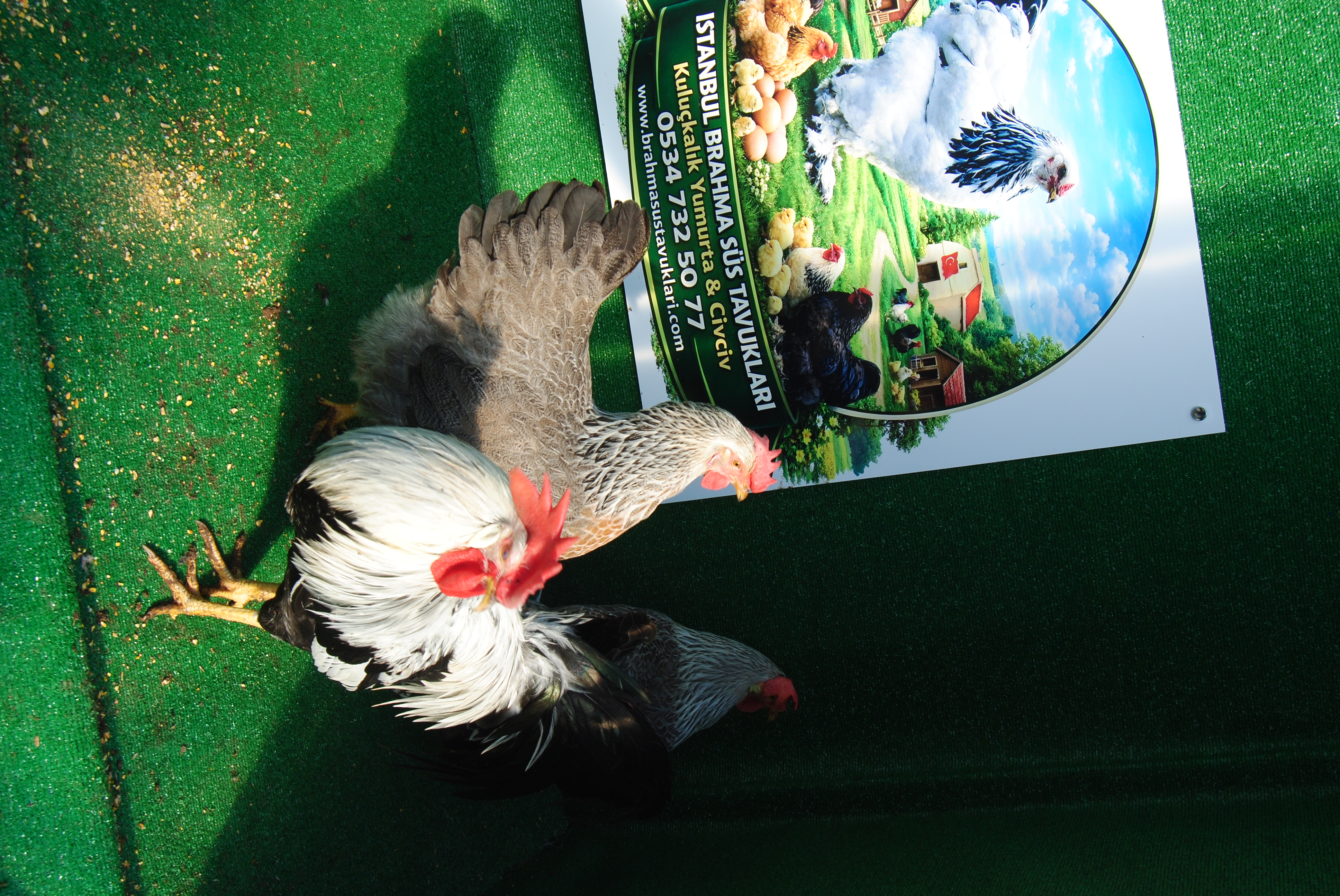 SİLVER LİGORİN KULUÇKALIK YUMURTA