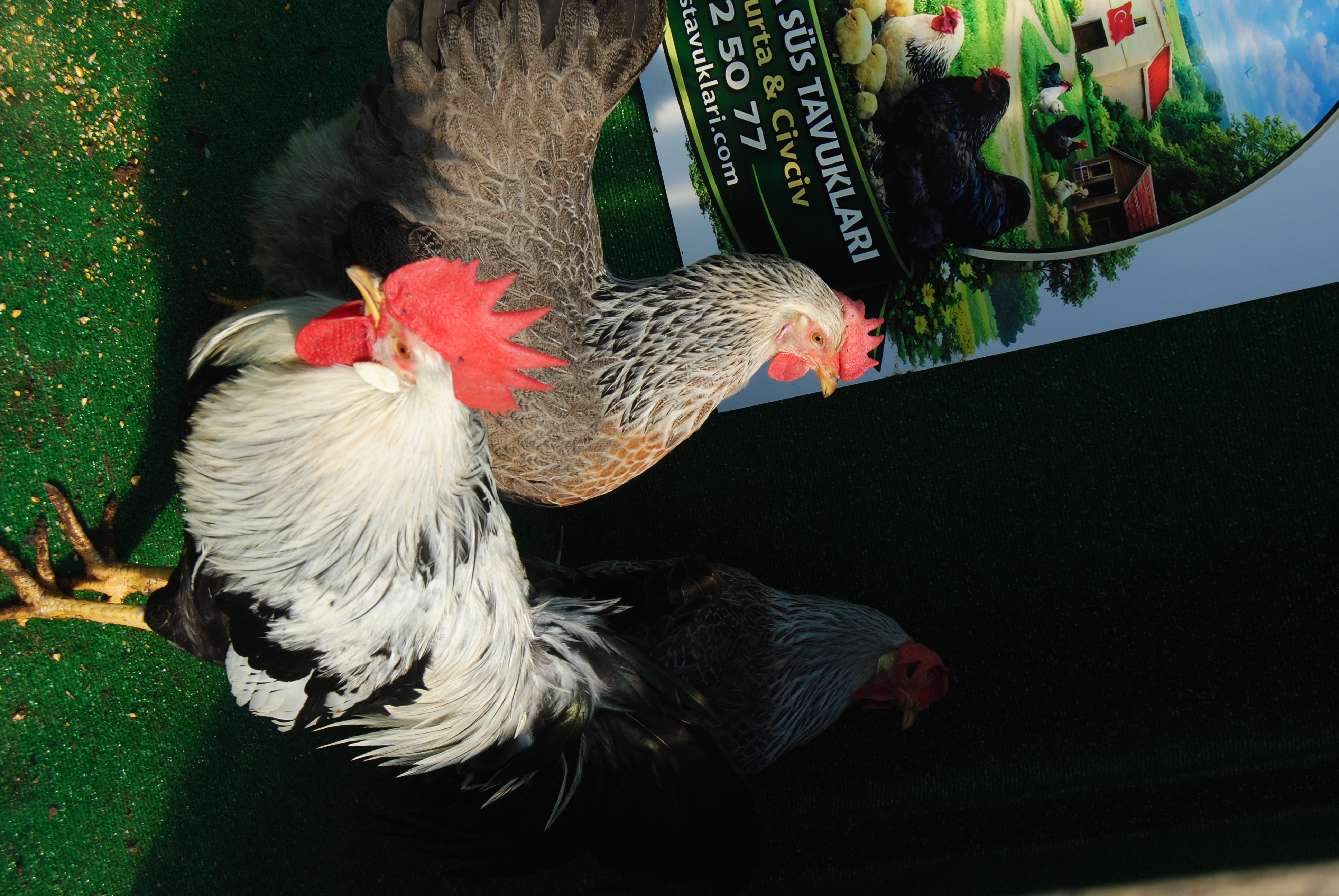 SİLVER LİGORİN KULUÇKALIK YUMURTA