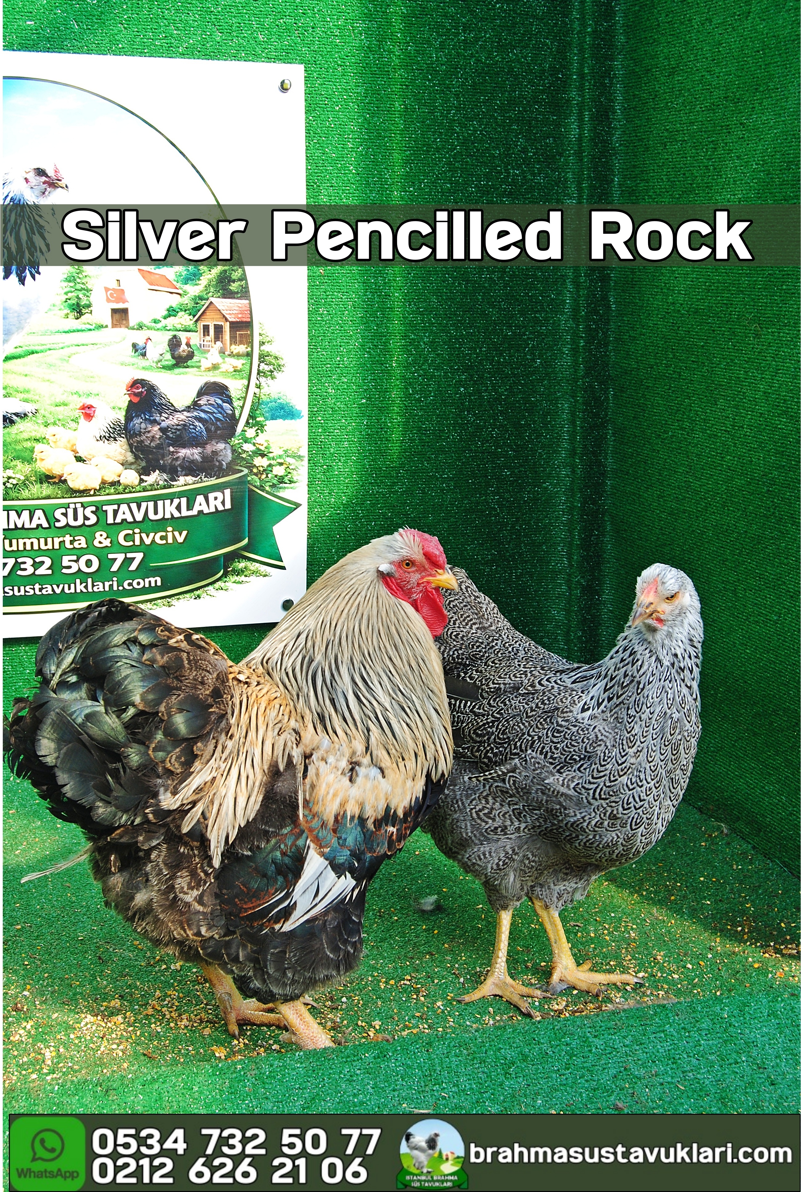 Silver Pencilled Wyandotte Kuluçkalık Yumurta