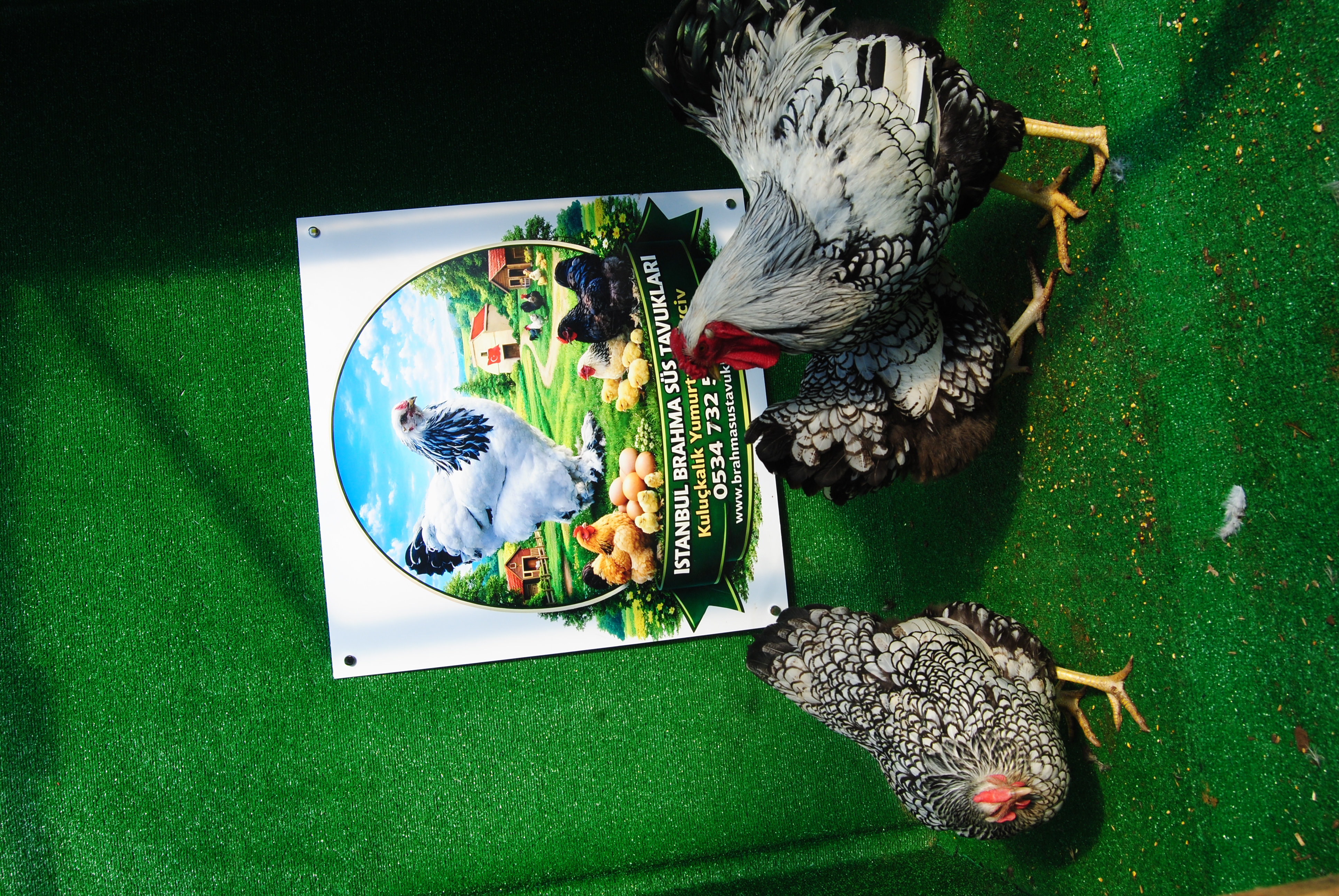 SİLVER WYANDOTTE KULUÇKALIK YUMURTA