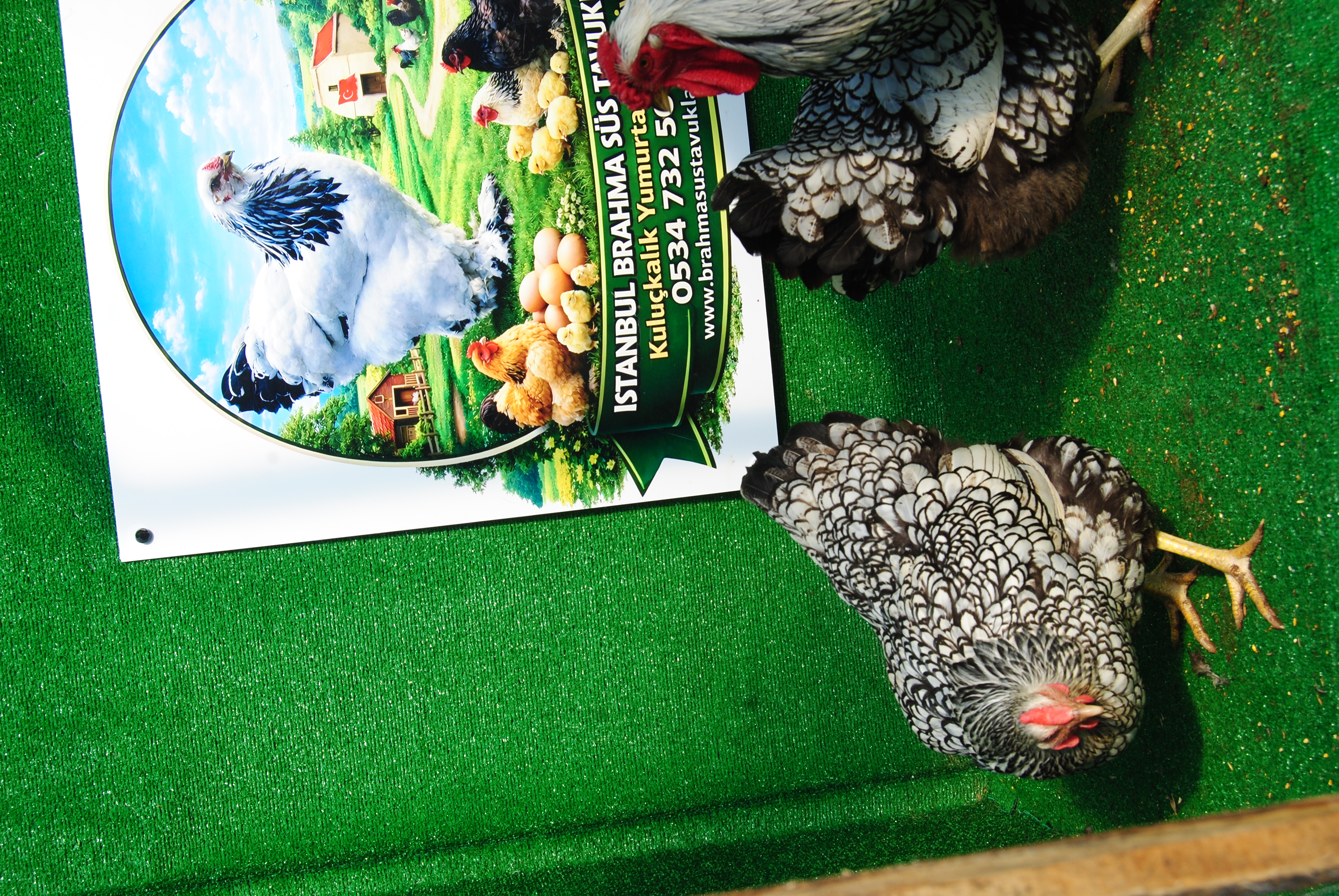 SİLVER WYANDOTTE KULUÇKALIK YUMURTA