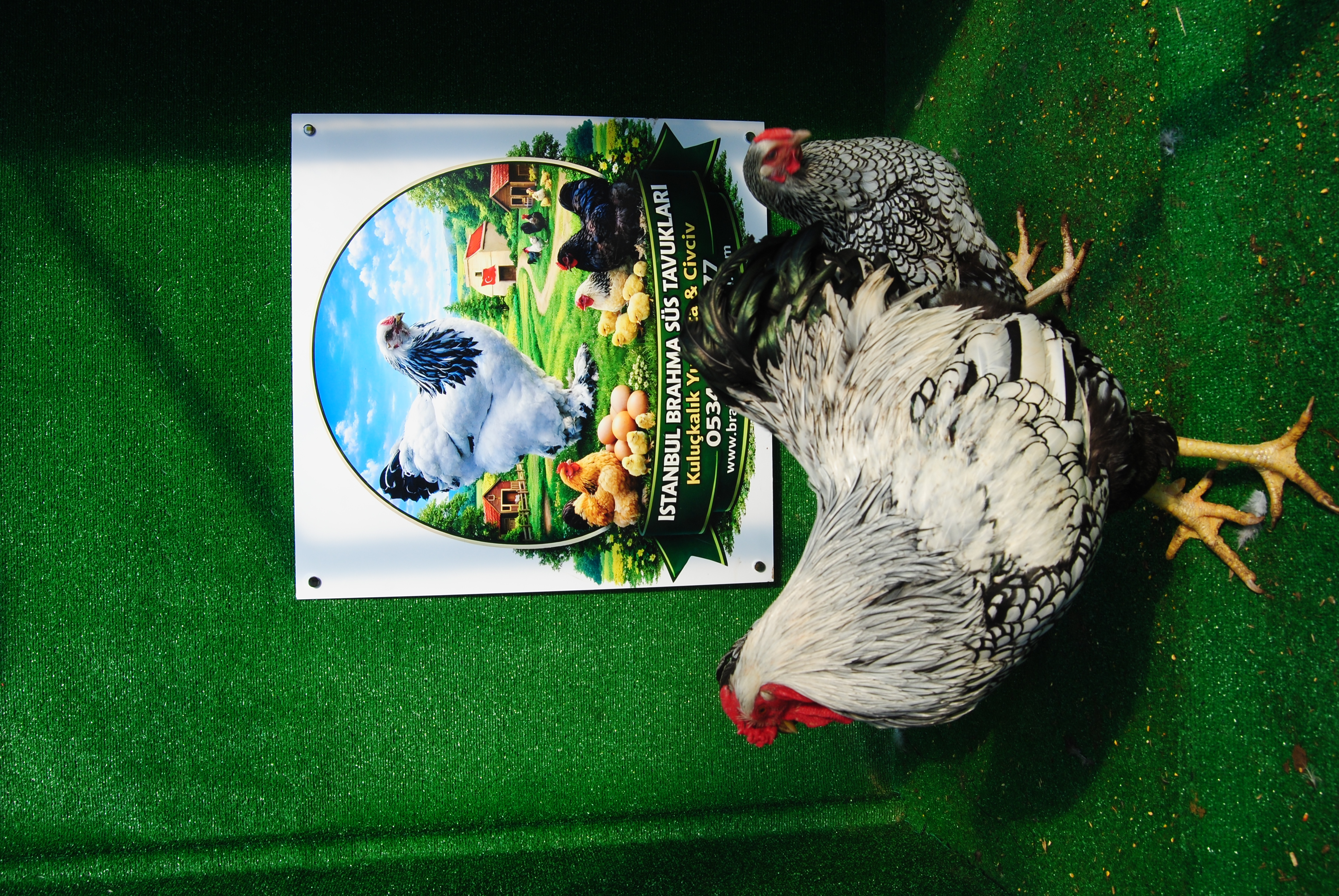 SİLVER WYANDOTTE KULUÇKALIK YUMURTA