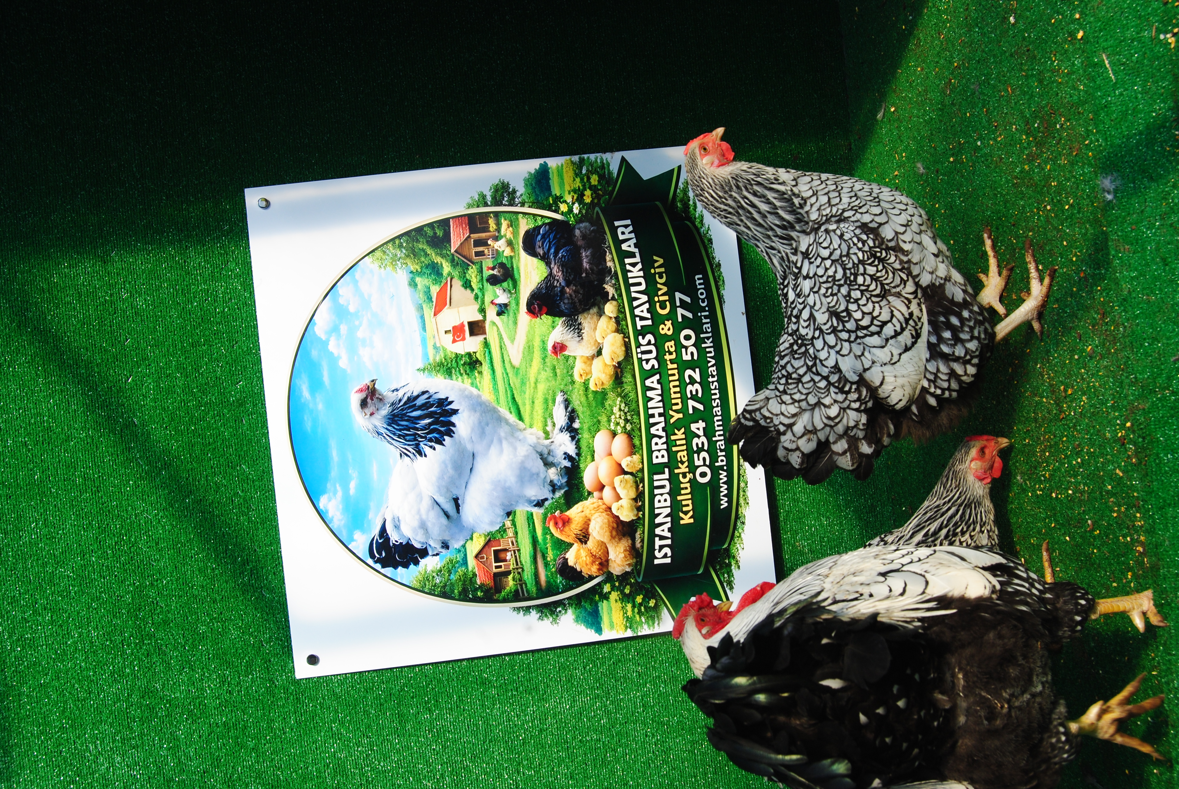 SİLVER WYANDOTTE KULUÇKALIK YUMURTA