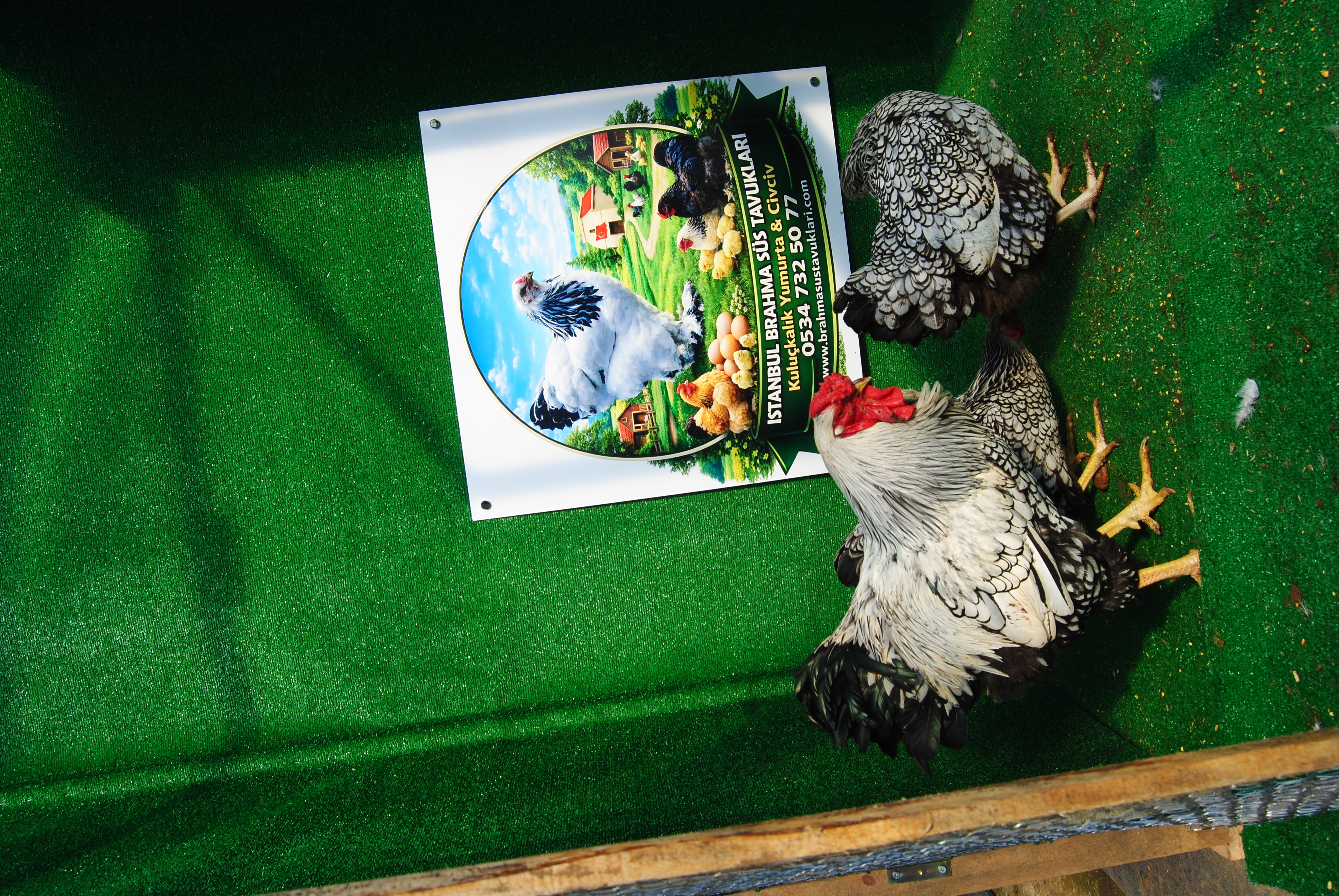 SİLVER WYANDOTTE KULUÇKALIK YUMURTA