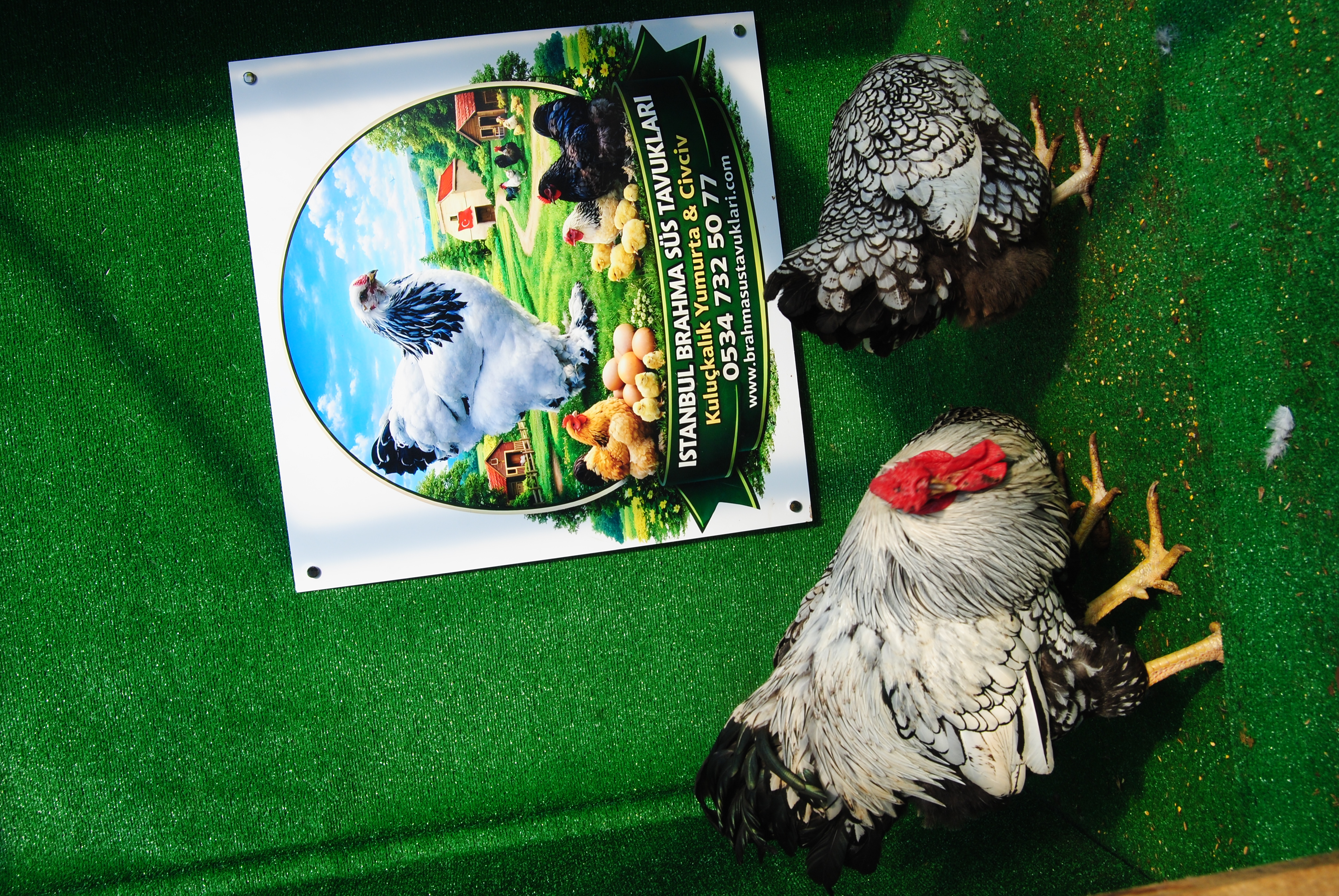 SİLVER WYANDOTTE KULUÇKALIK YUMURTA