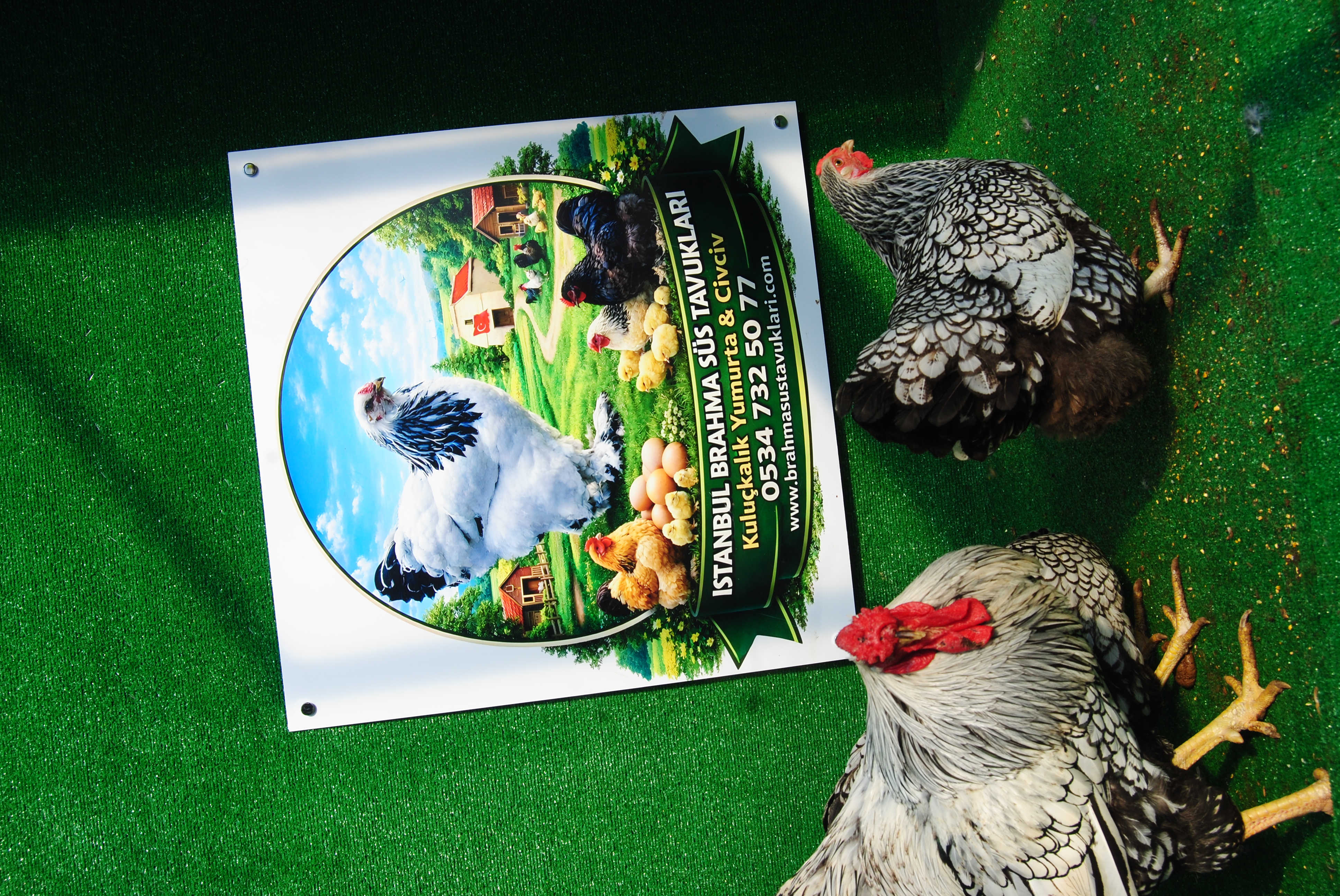 SİLVER WYANDOTTE KULUÇKALIK YUMURTA