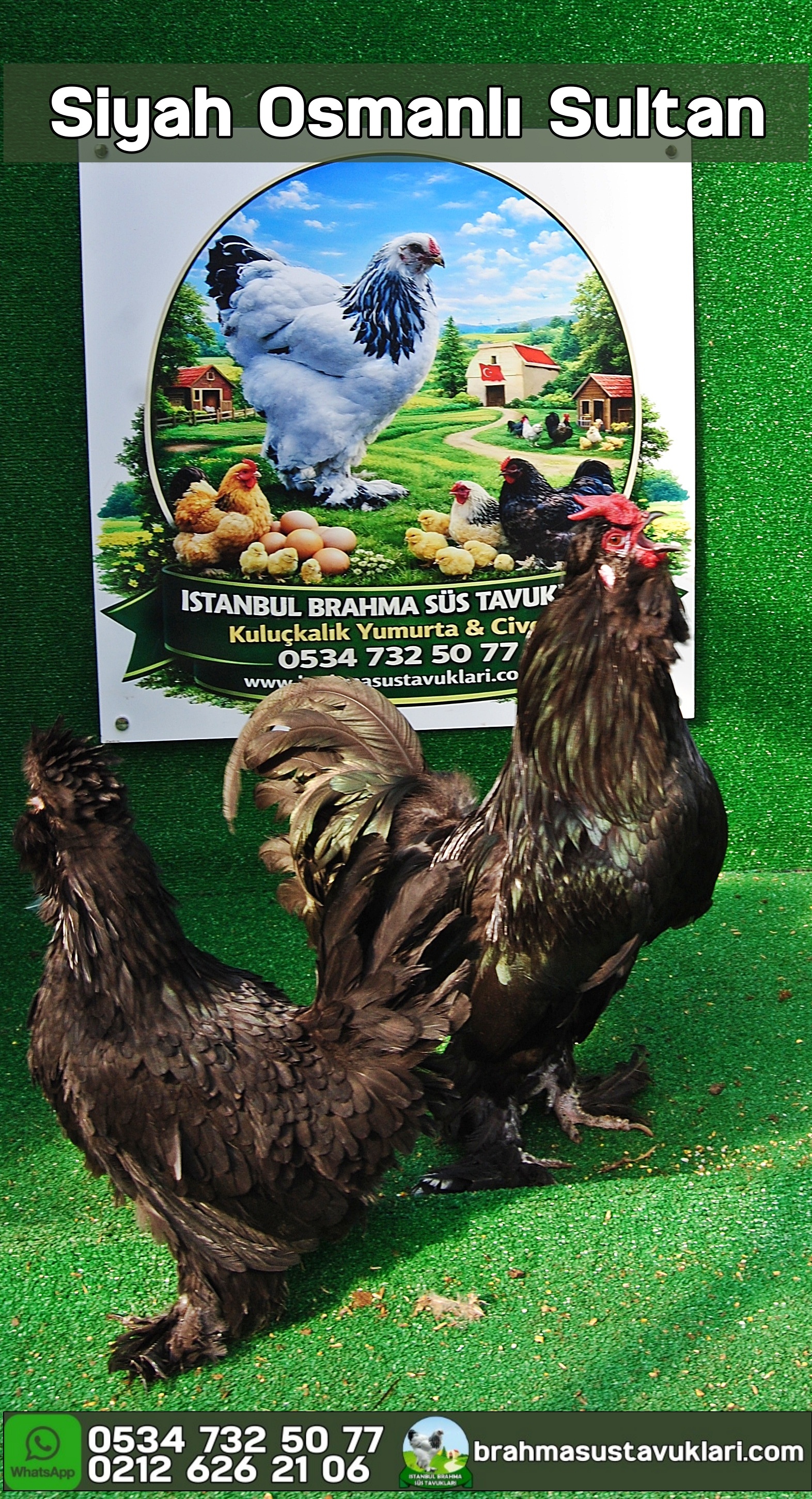 Osmanlı Siyah Sultan Kuluçkalık Yumurta