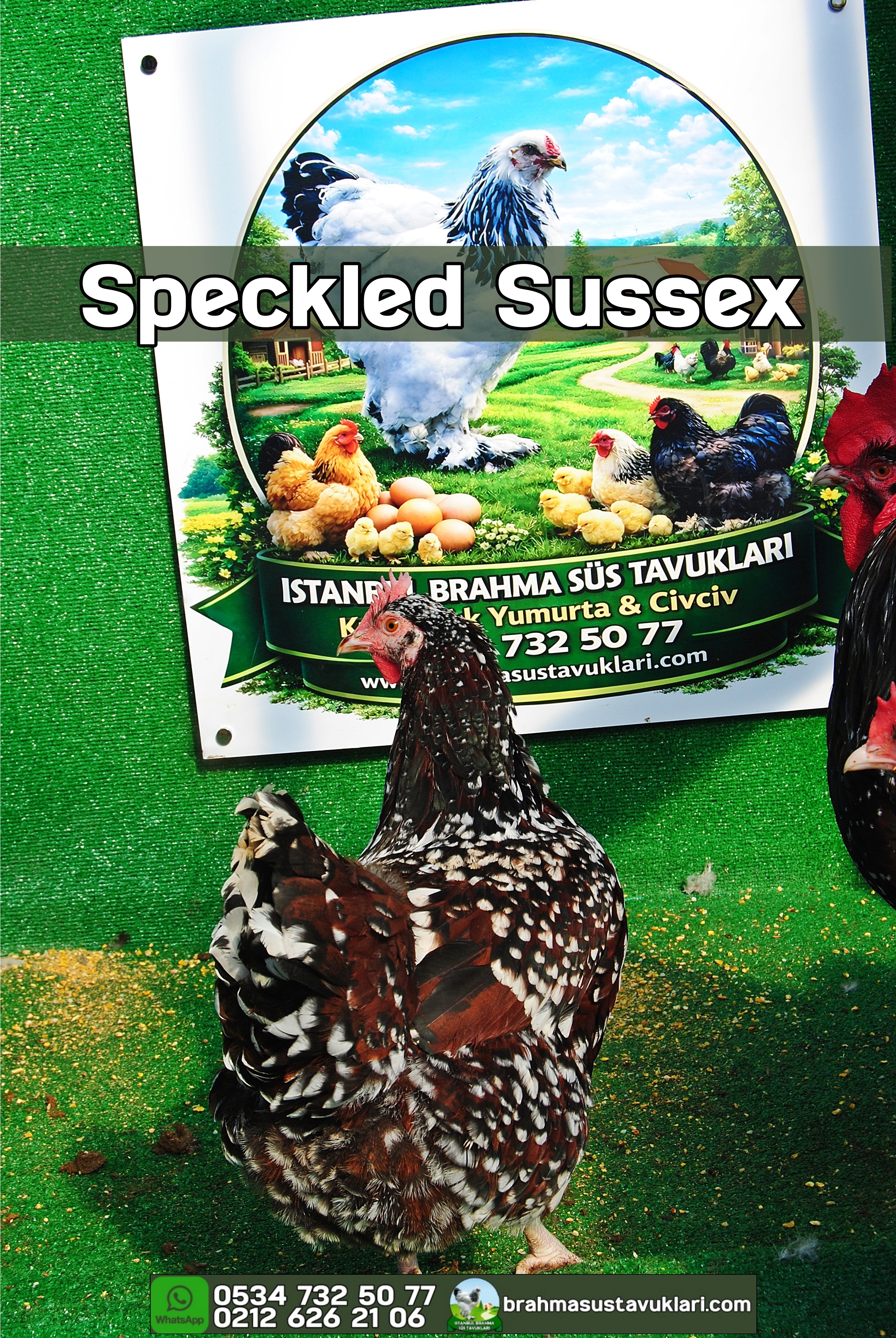 Speckled Sussex Kuluçkalık Yumurta