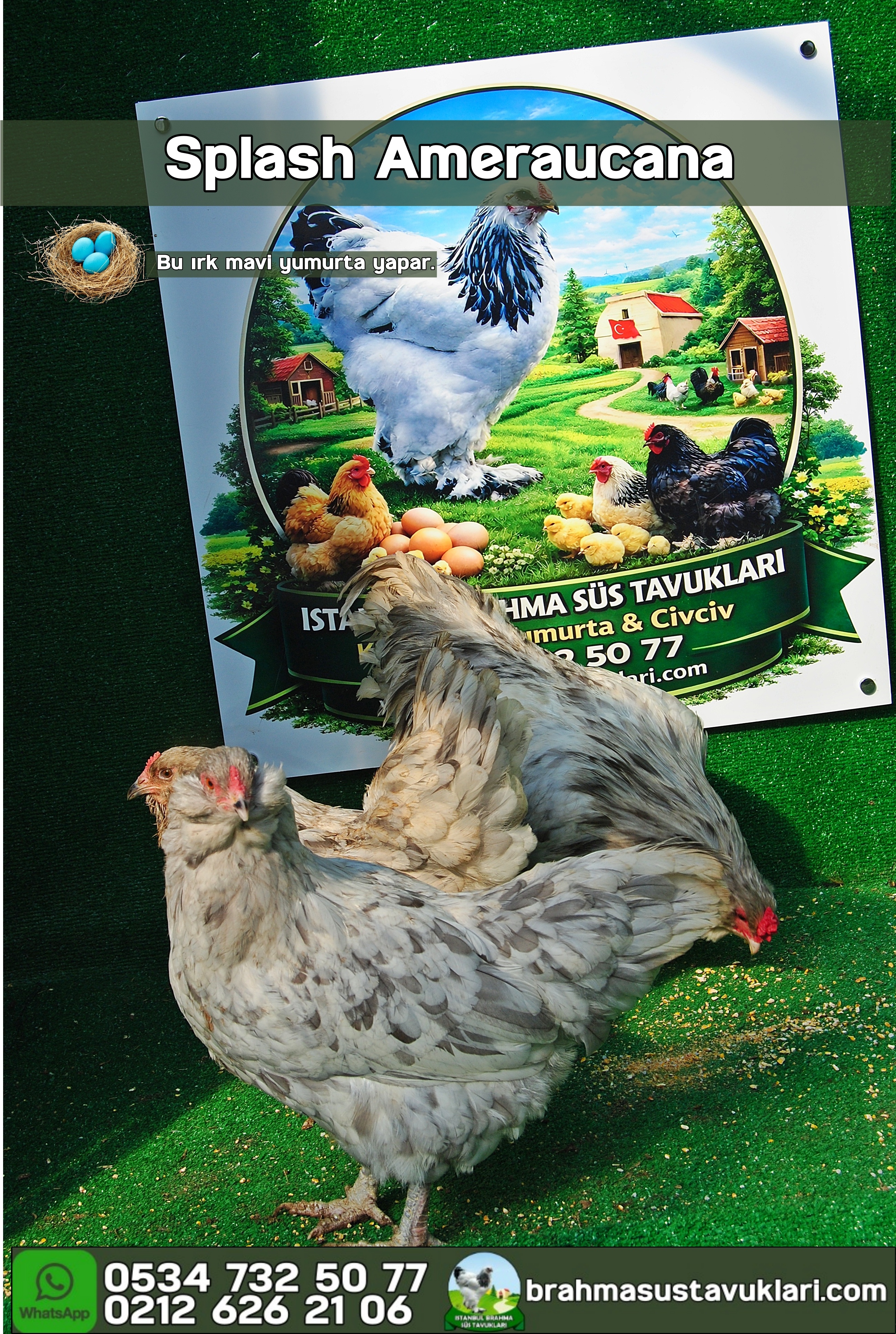 Splash Ameraucana Kuluçkalık Yumurta