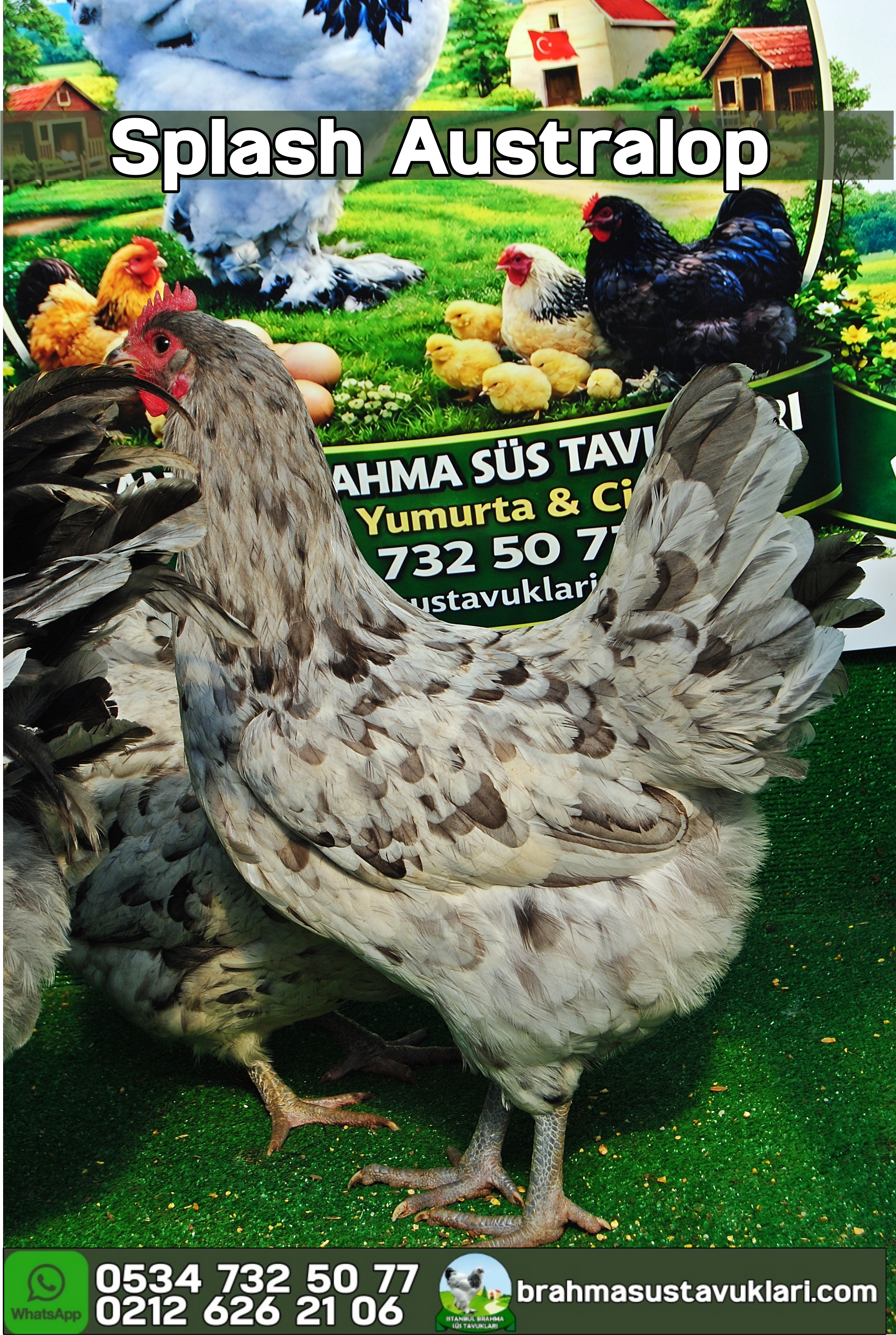 Splash Australop Kuluçkalık Yumurta