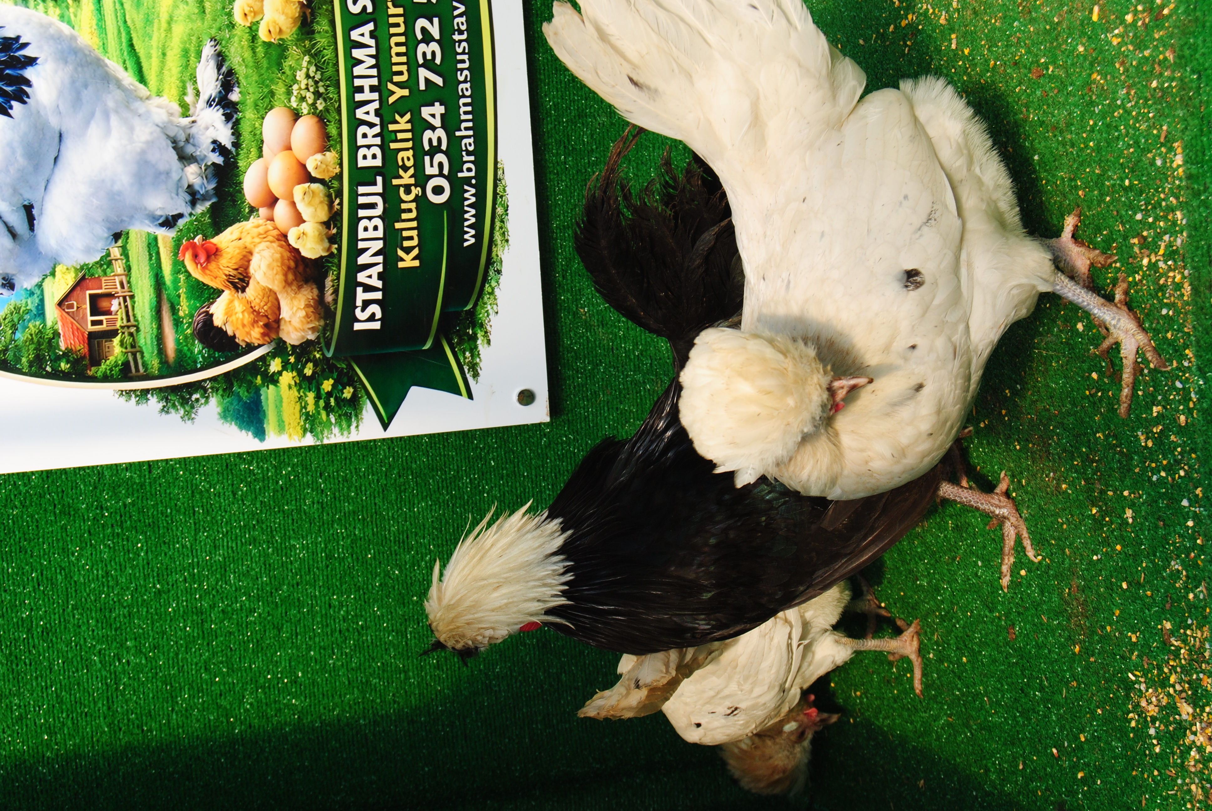 Splash Fizan Kuluçkalık Yumurta