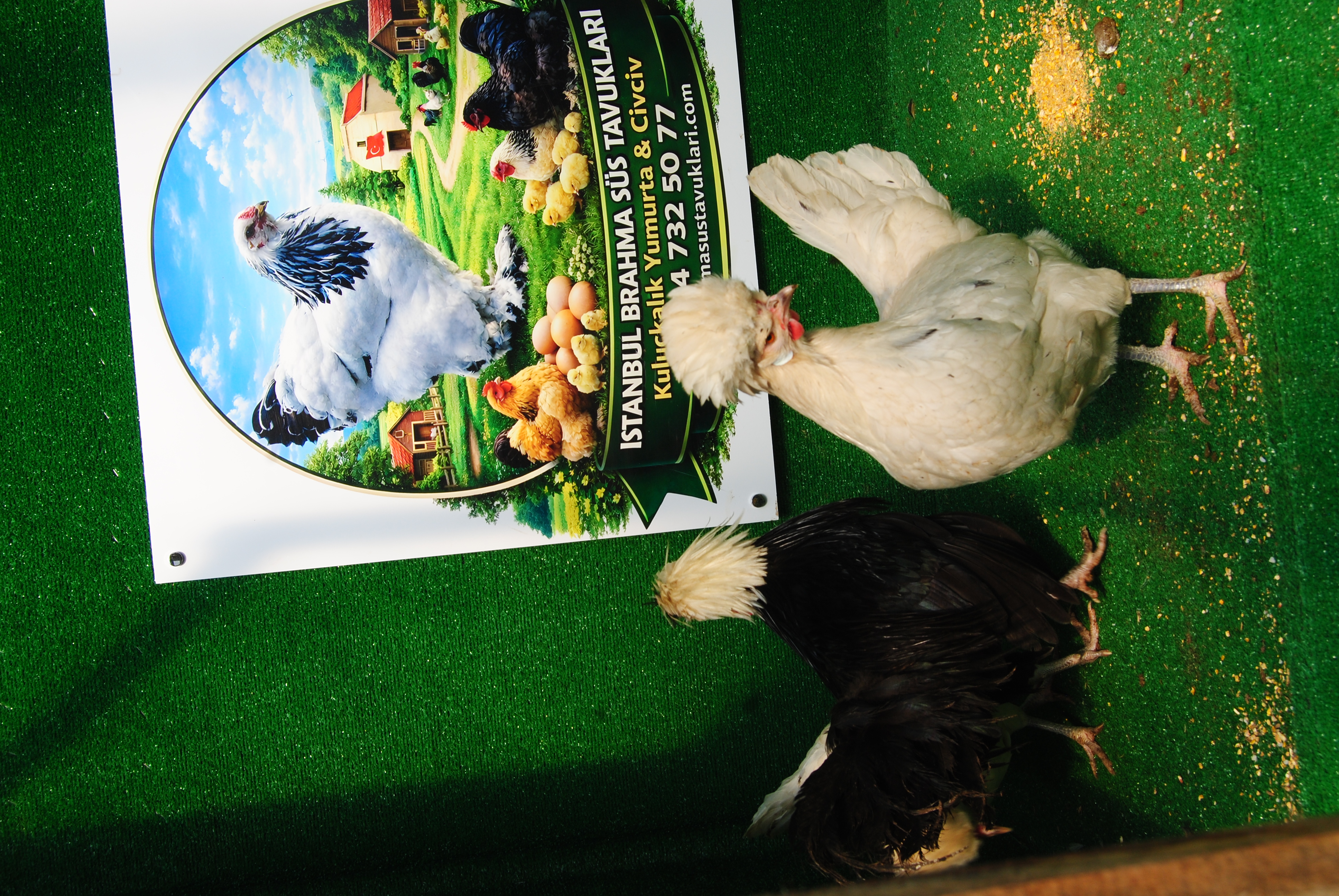 Splash Fizan Kuluçkalık Yumurta