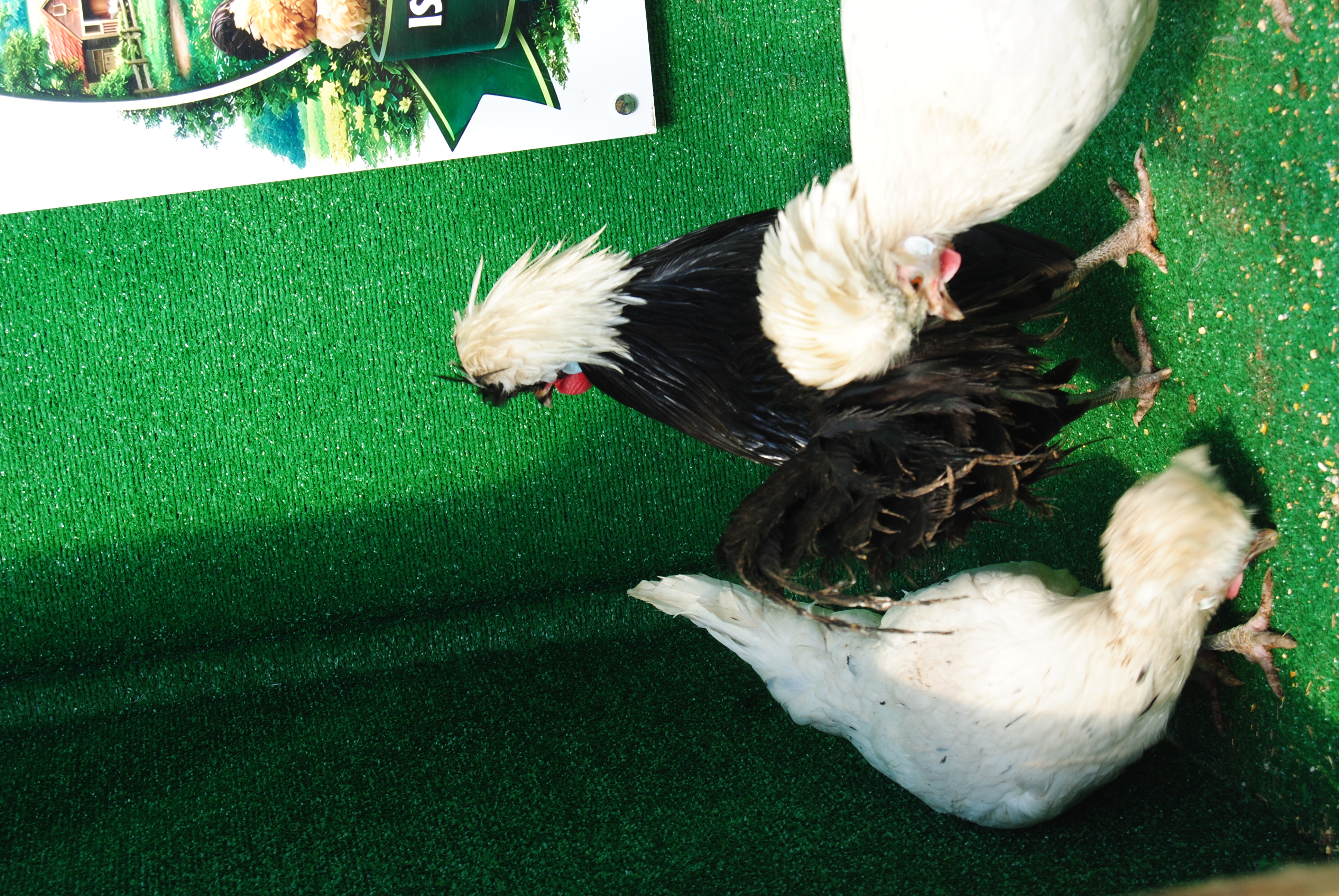 Splash Fizan Kuluçkalık Yumurta