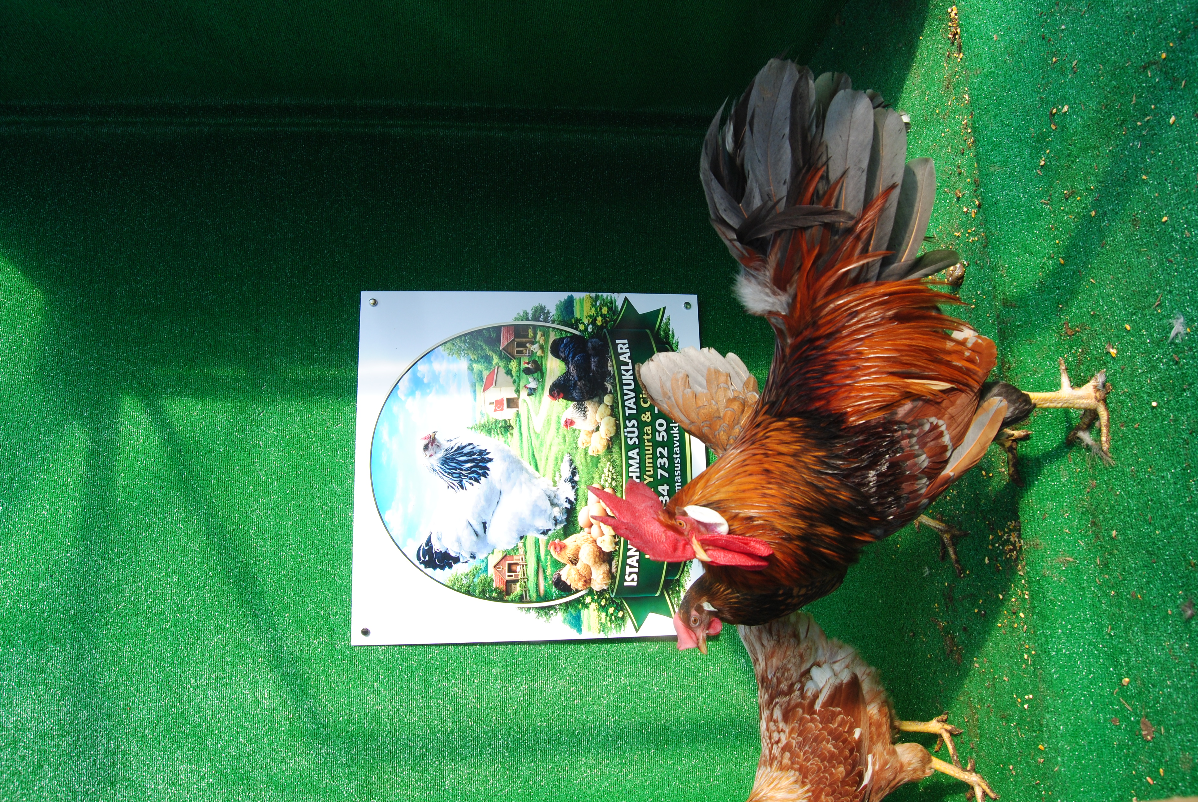 Red Blue Ligorin Kuluçkalık Yumurta