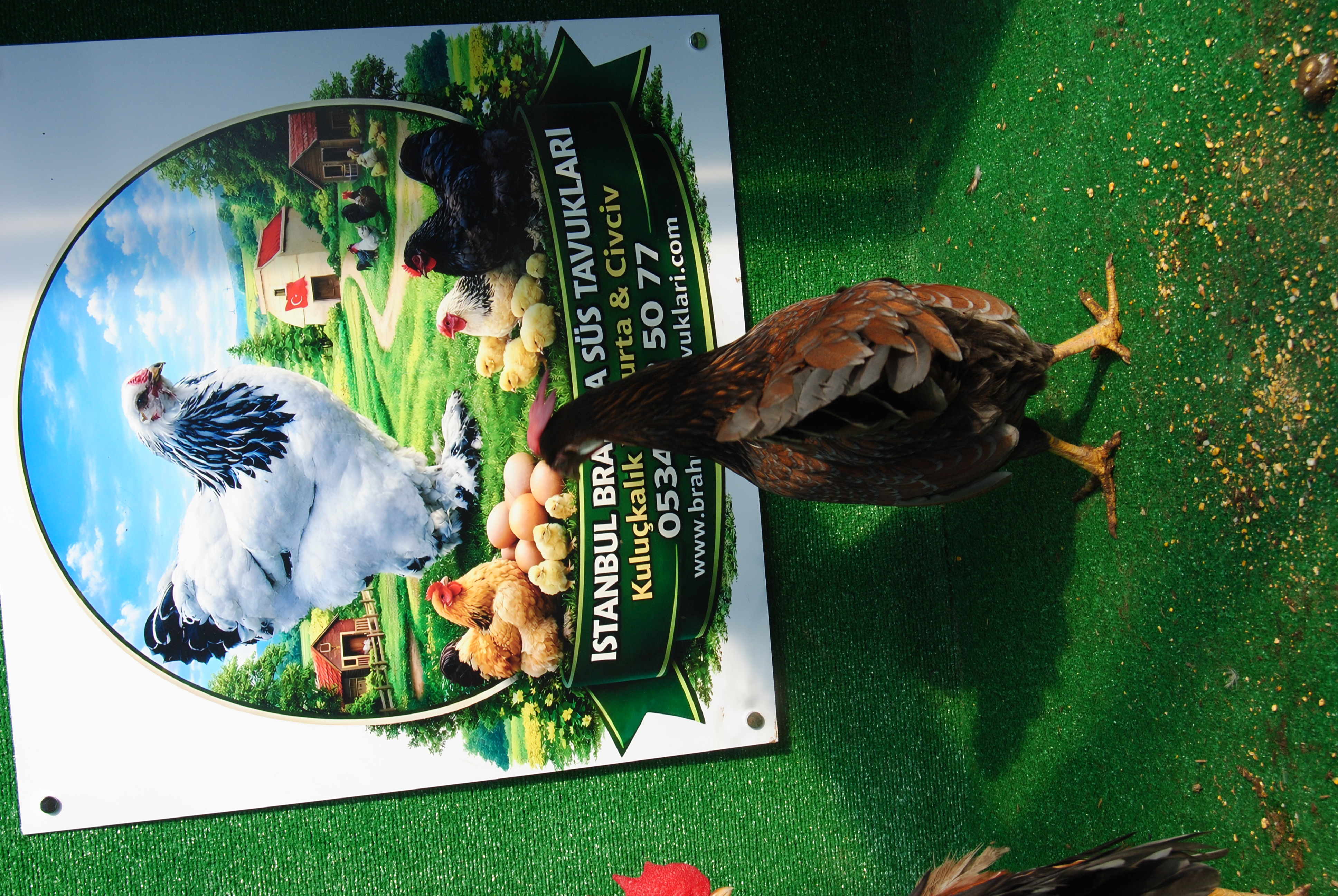 Red Blue Ligorin Kuluçkalık Yumurta