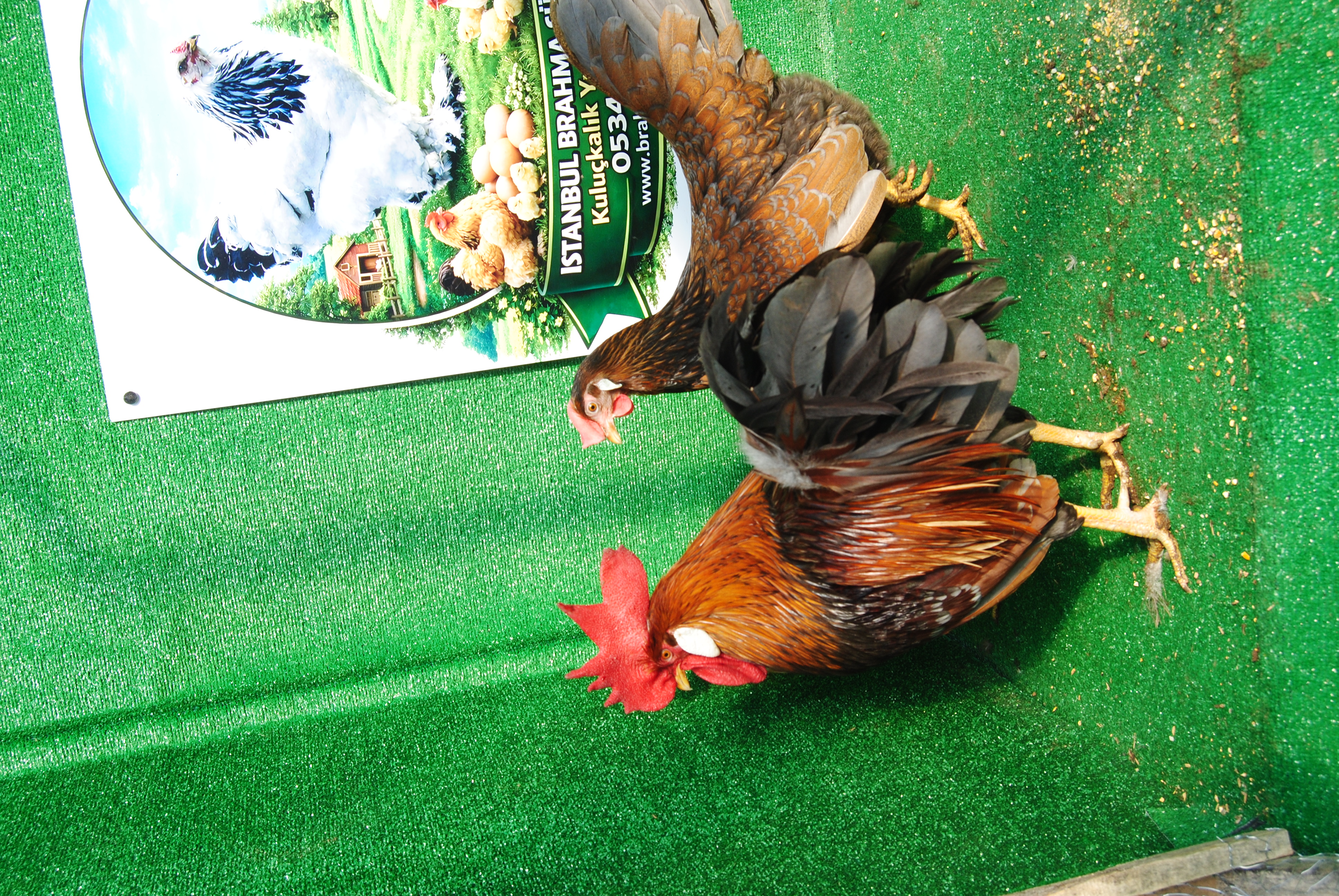 Red Blue Ligorin Kuluçkalık Yumurta