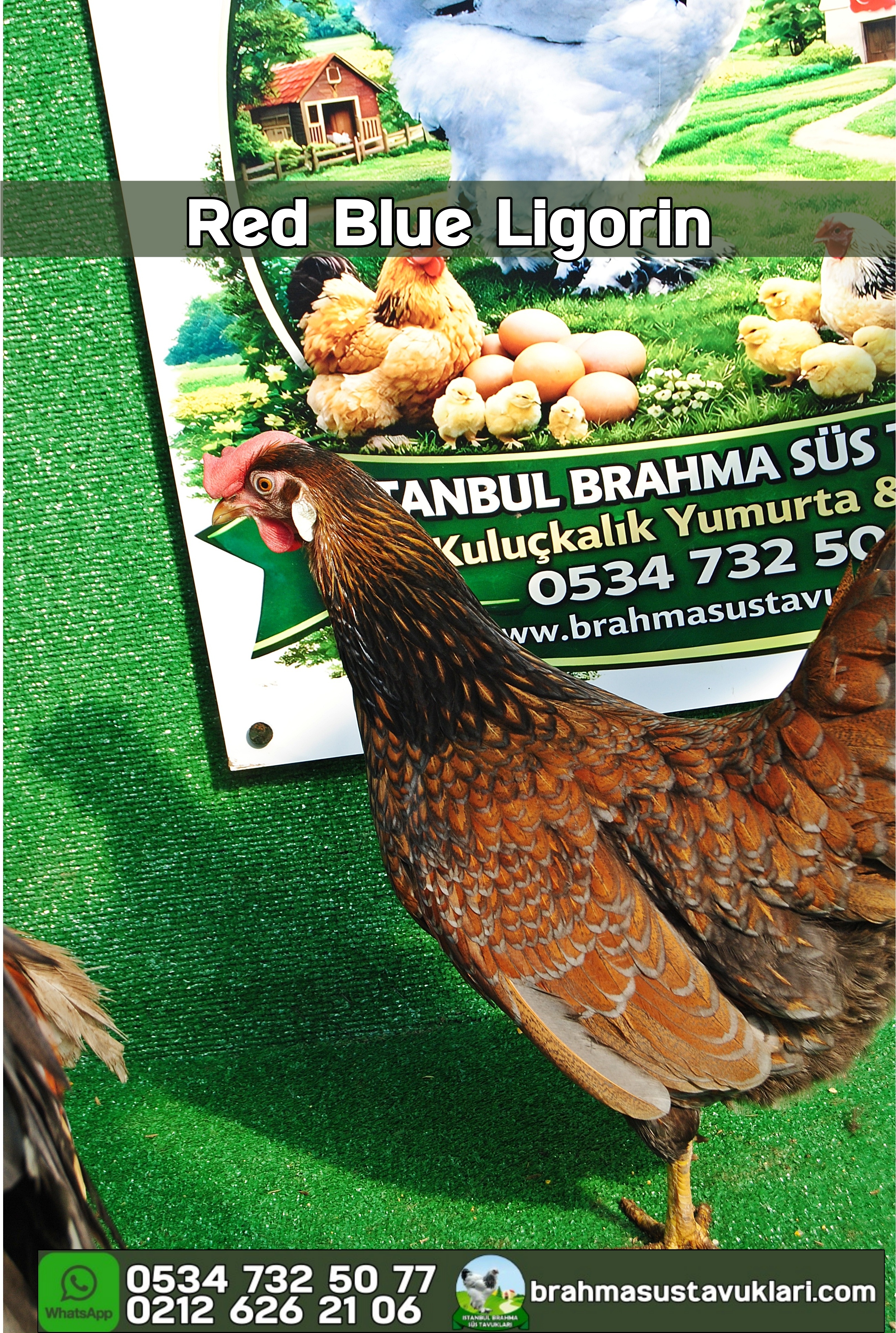 Red Blue Ligorin Kuluçkalık Yumurta