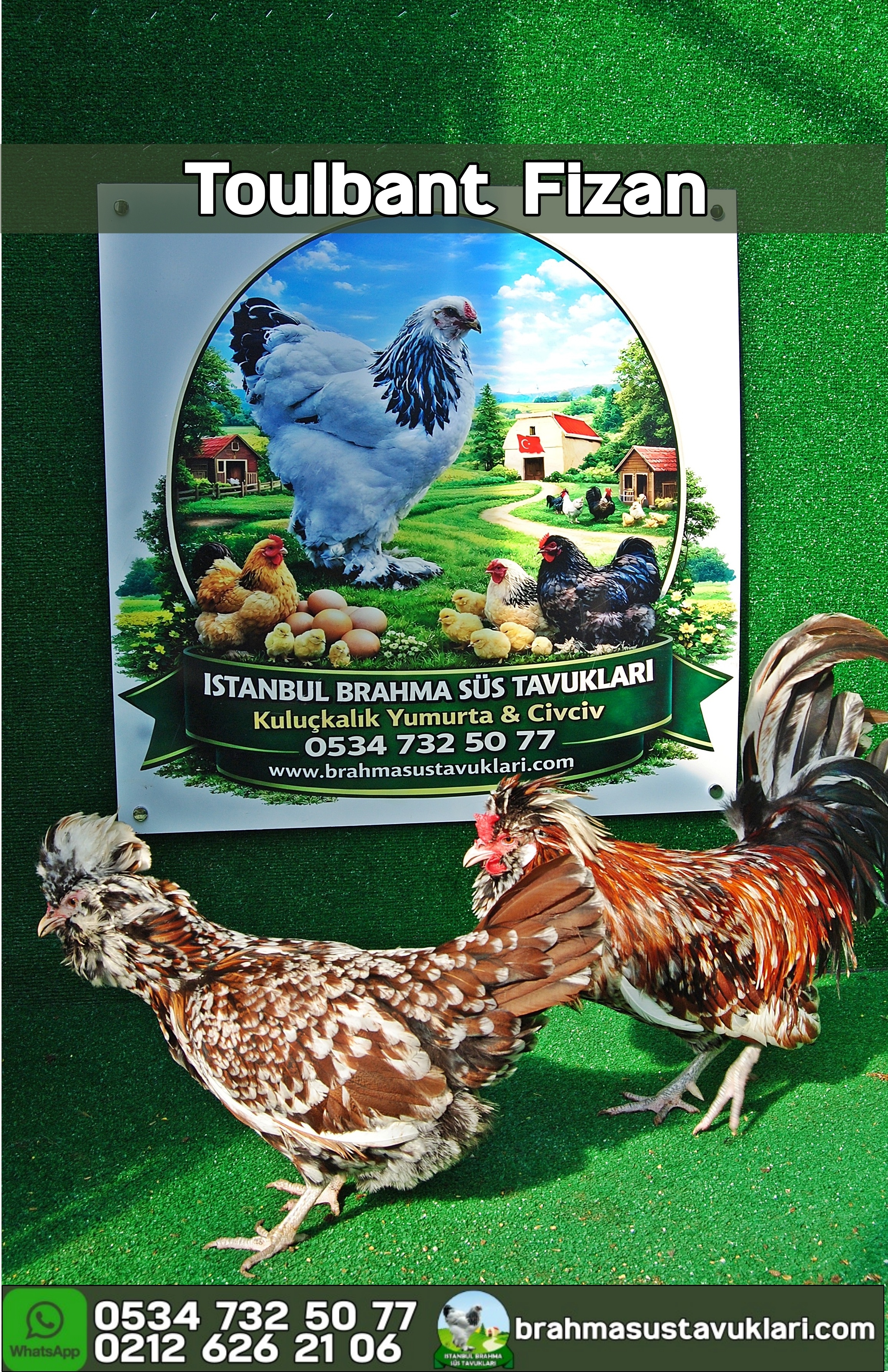 Toulbant Fizan Kuluçkalık Yumurta