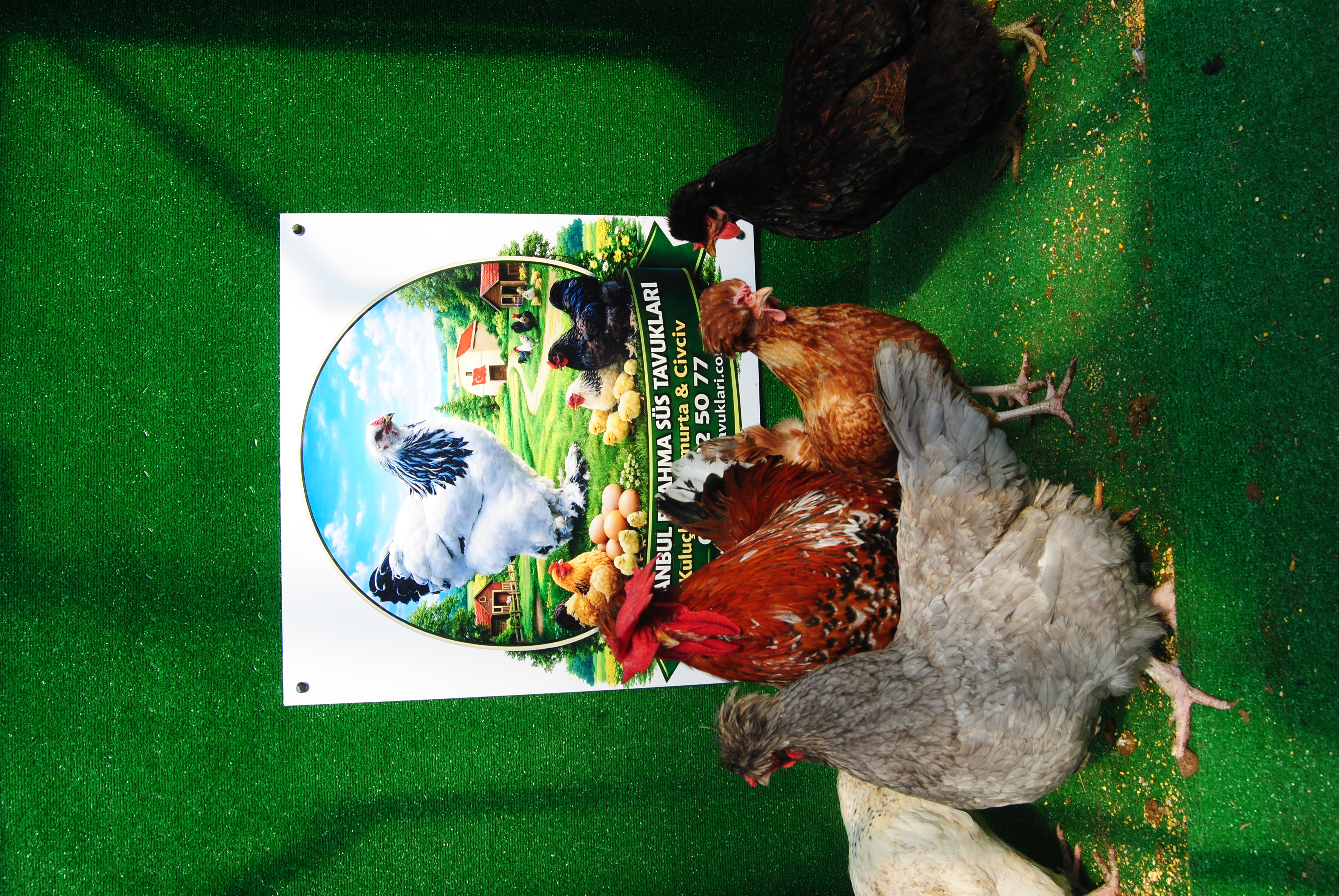 TRABZON GUGULLUSU KULUÇKALIK YUMURTA