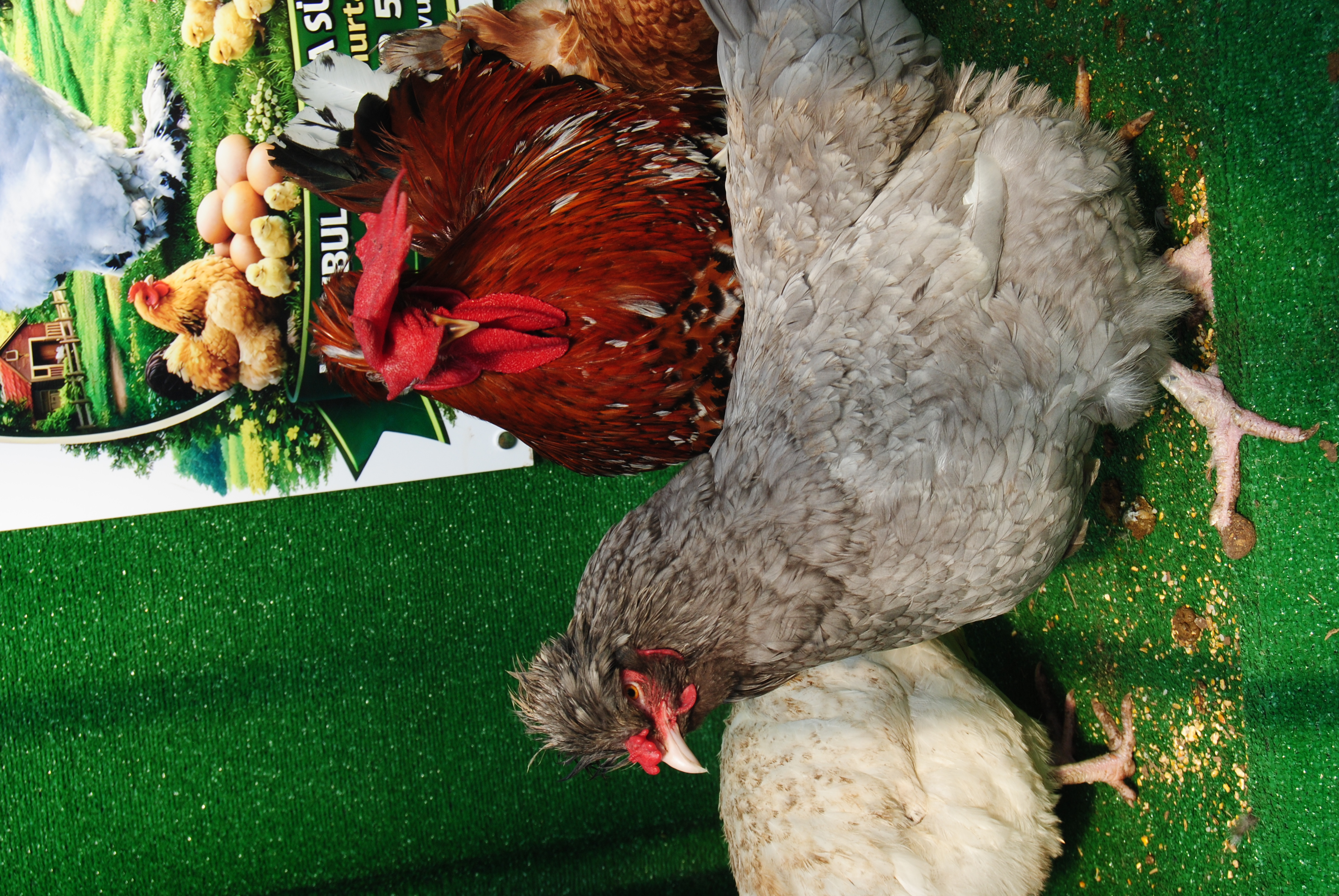 TRABZON GUGULLUSU KULUÇKALIK YUMURTA