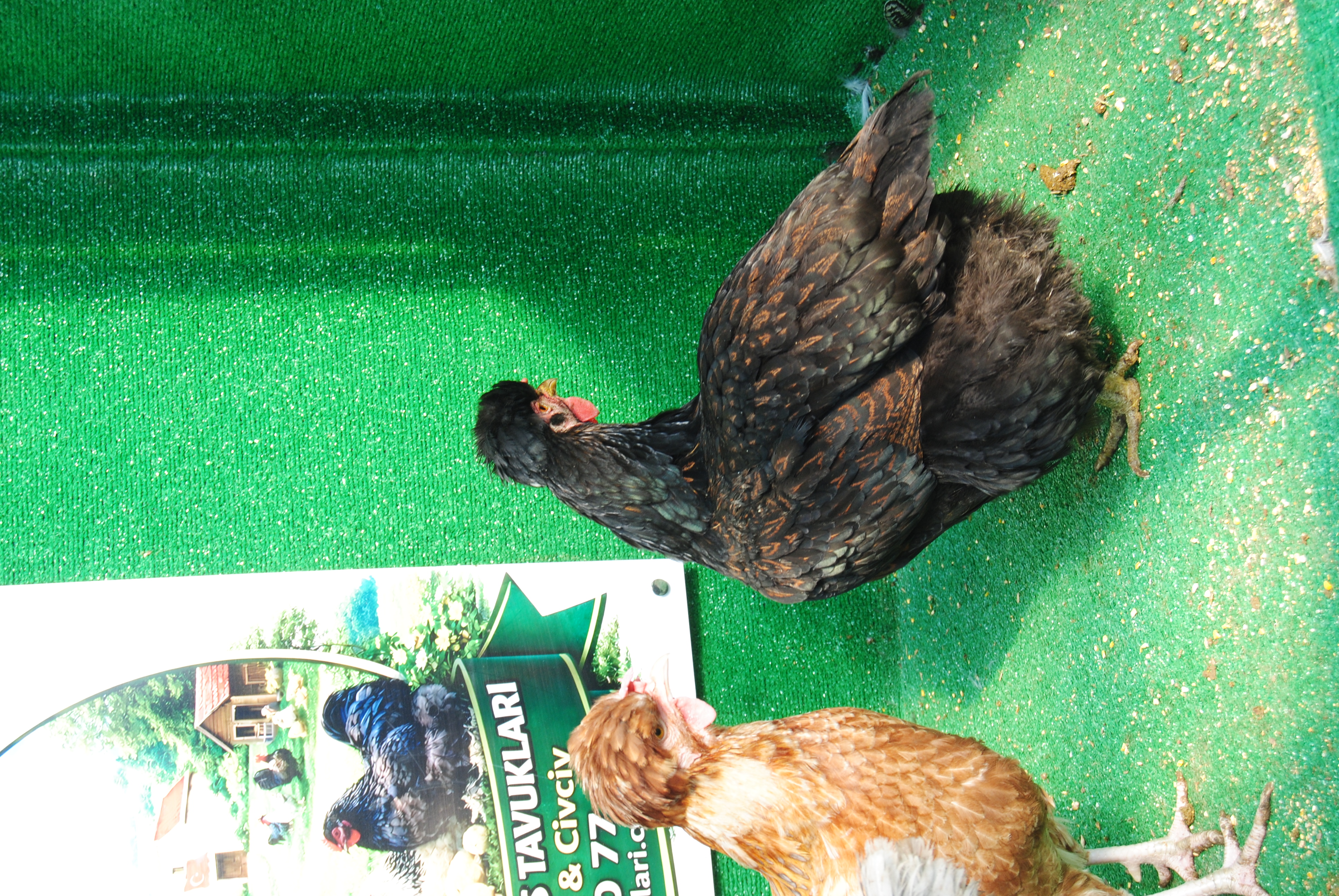 TRABZON GUGULLUSU KULUÇKALIK YUMURTA