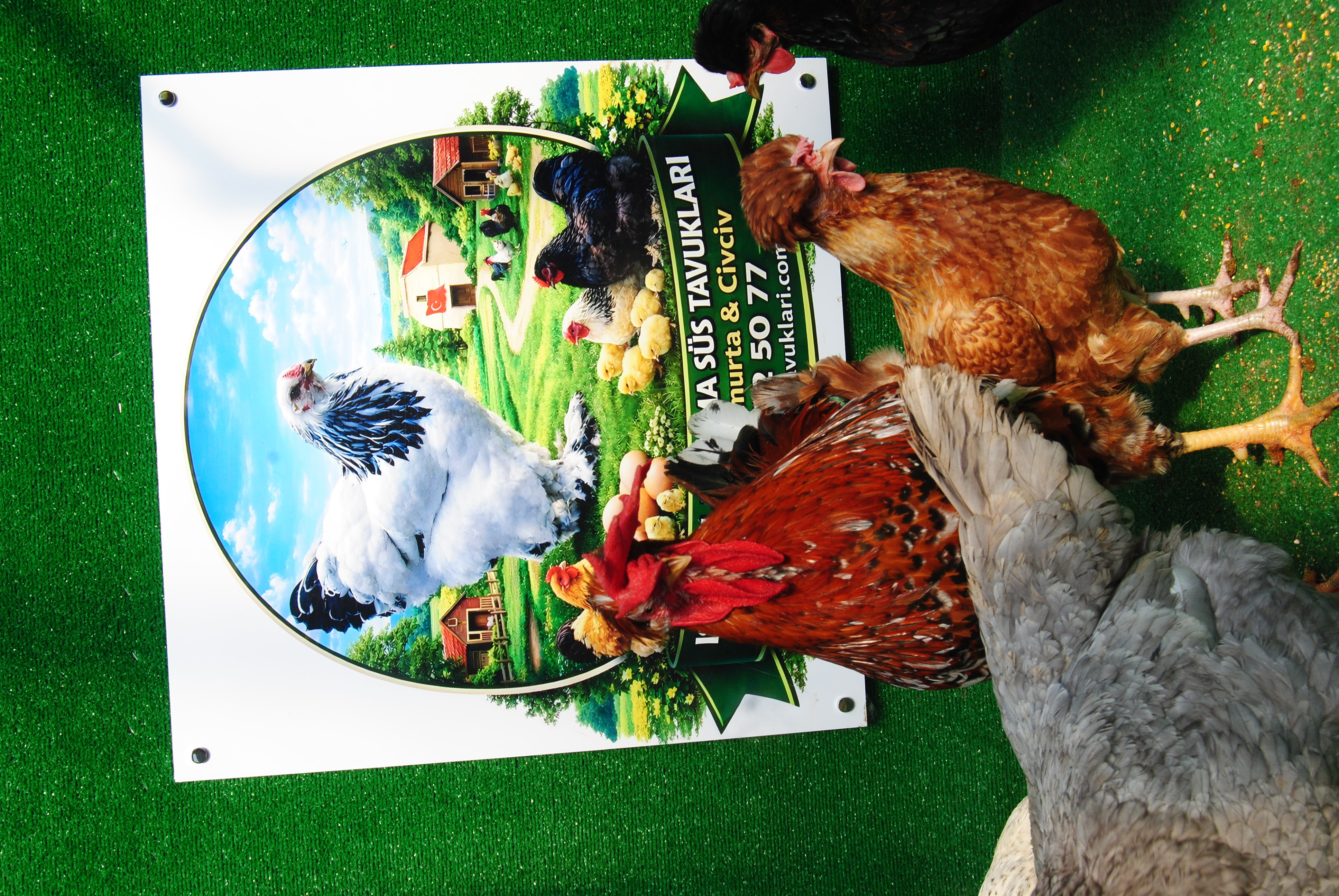 TRABZON GUGULLUSU KULUÇKALIK YUMURTA