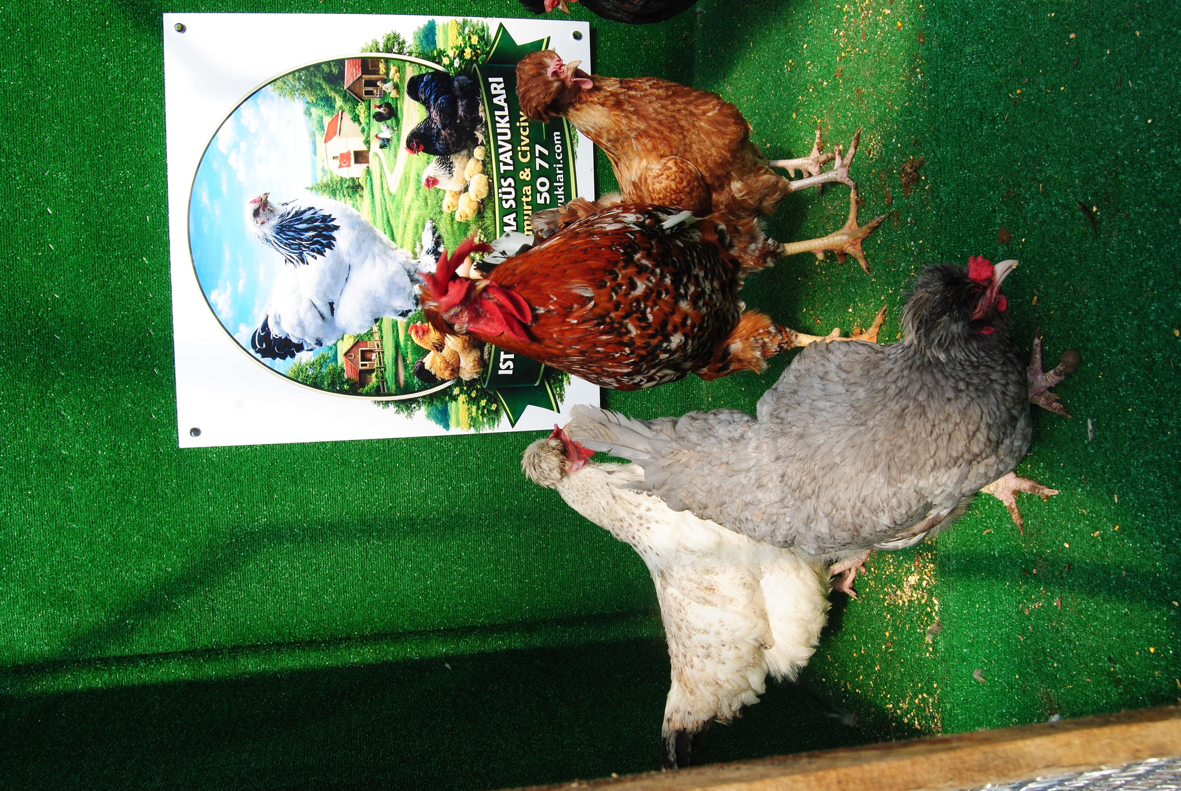 TRABZON GUGULLUSU KULUÇKALIK YUMURTA