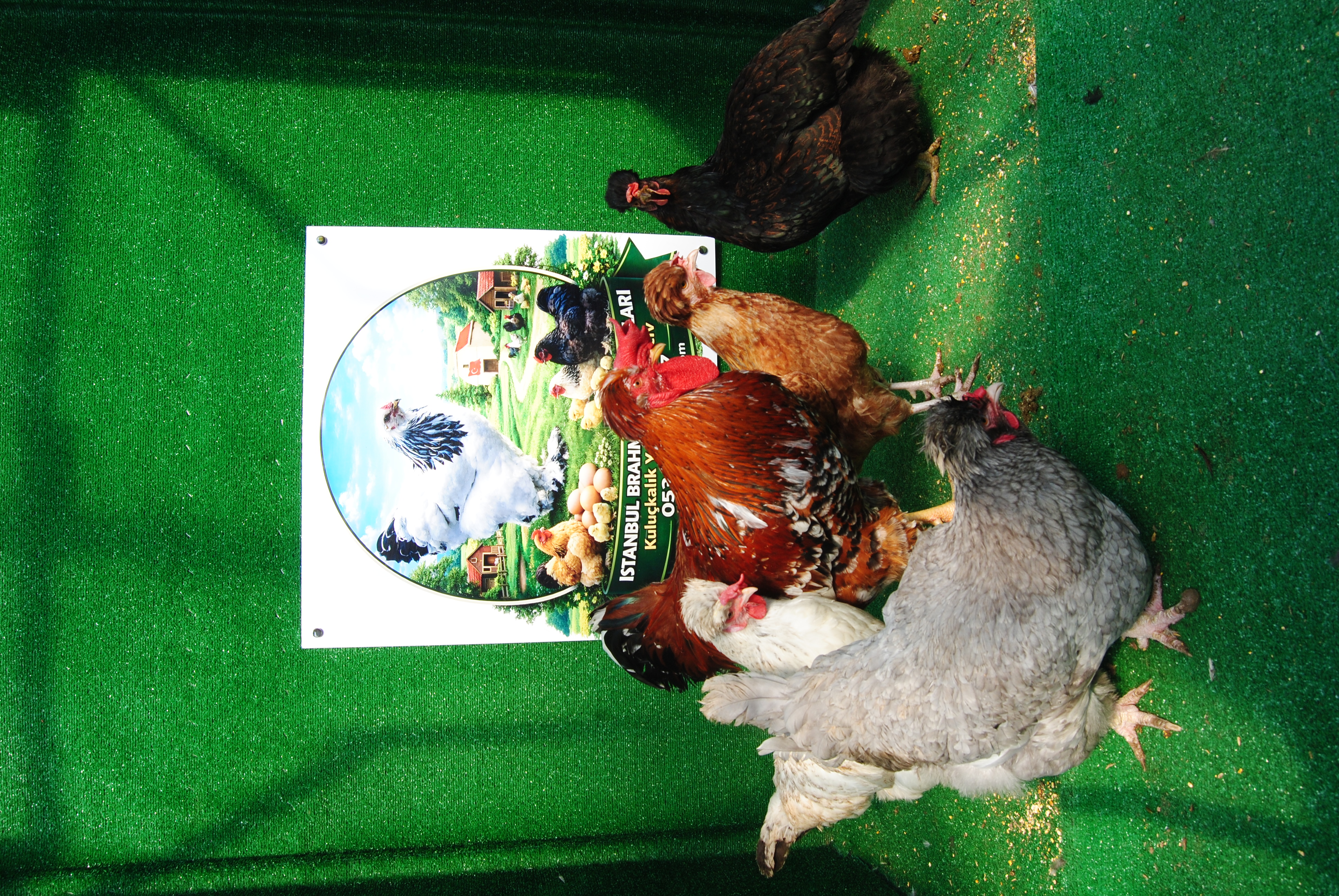 TRABZON GUGULLUSU KULUÇKALIK YUMURTA