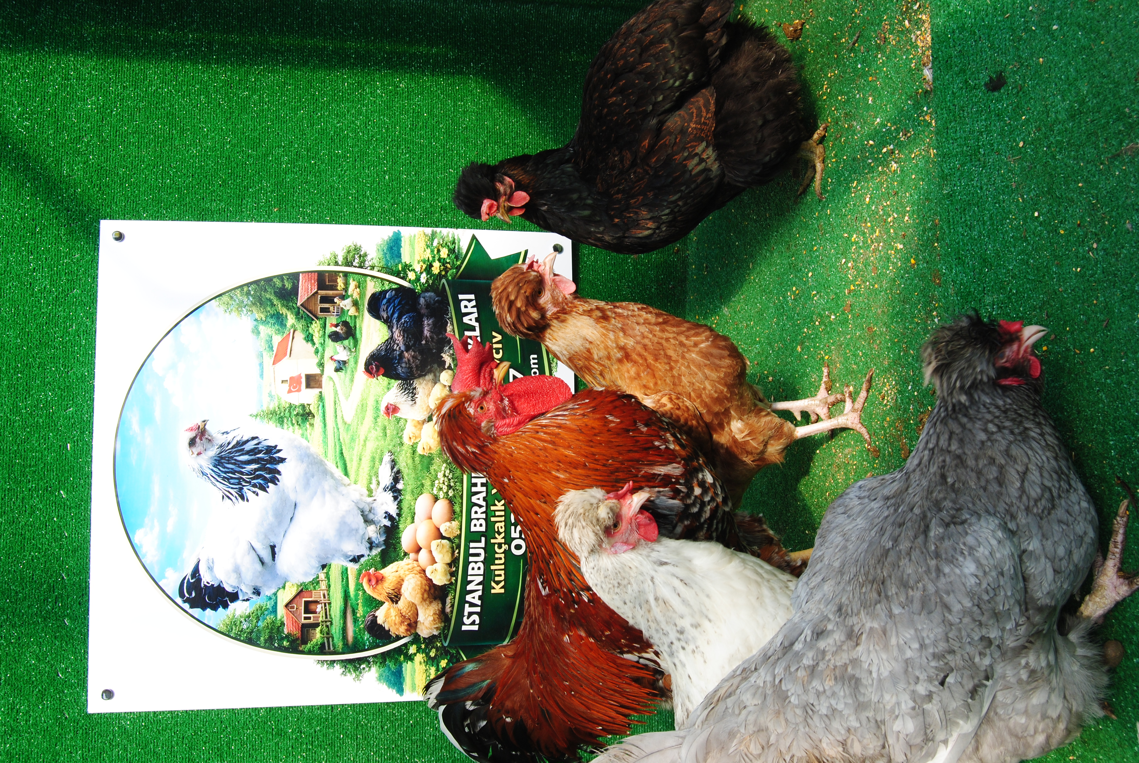 TRABZON GUGULLUSU KULUÇKALIK YUMURTA