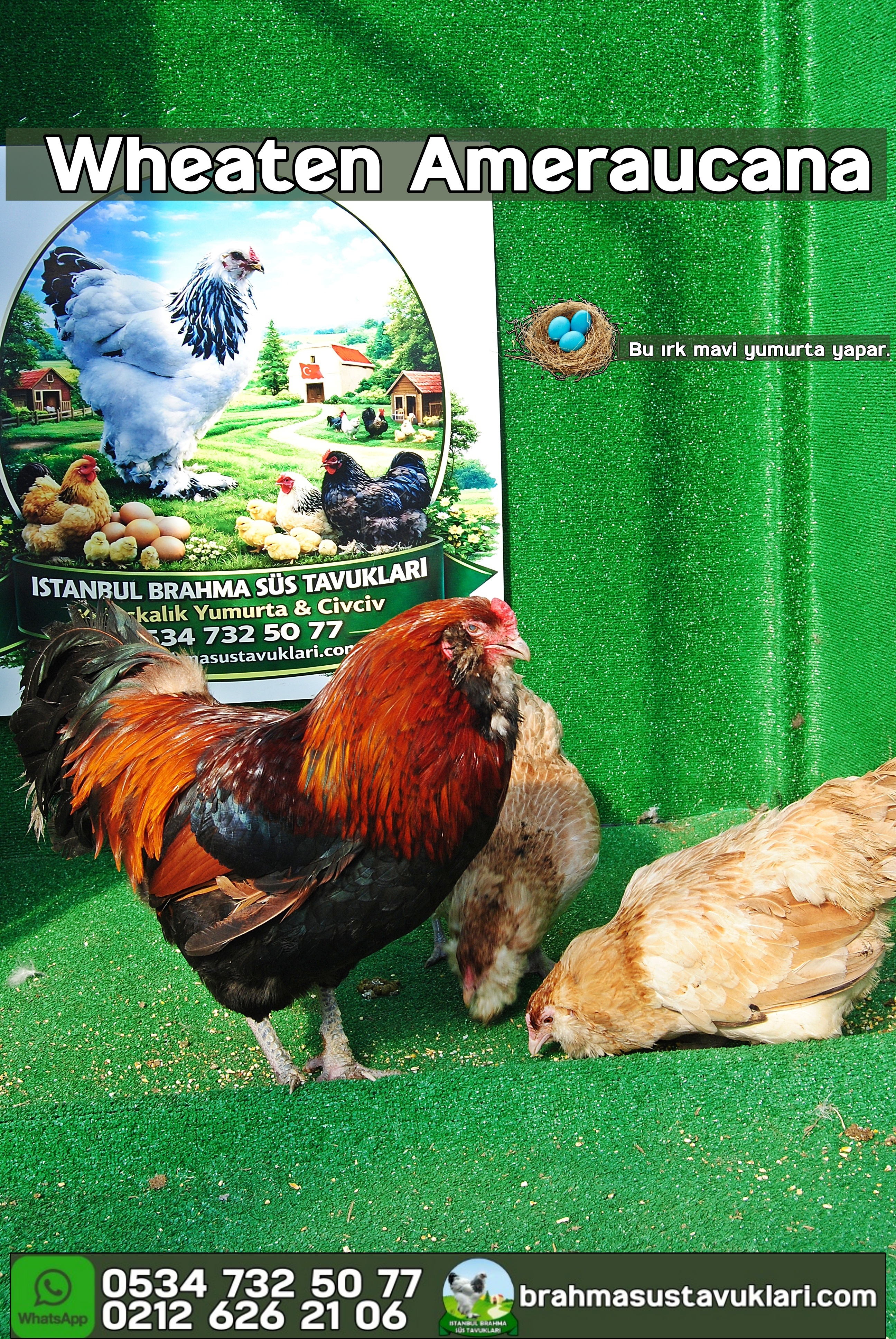 Wheaten Ameraucana Kuluçkalık Yumurta