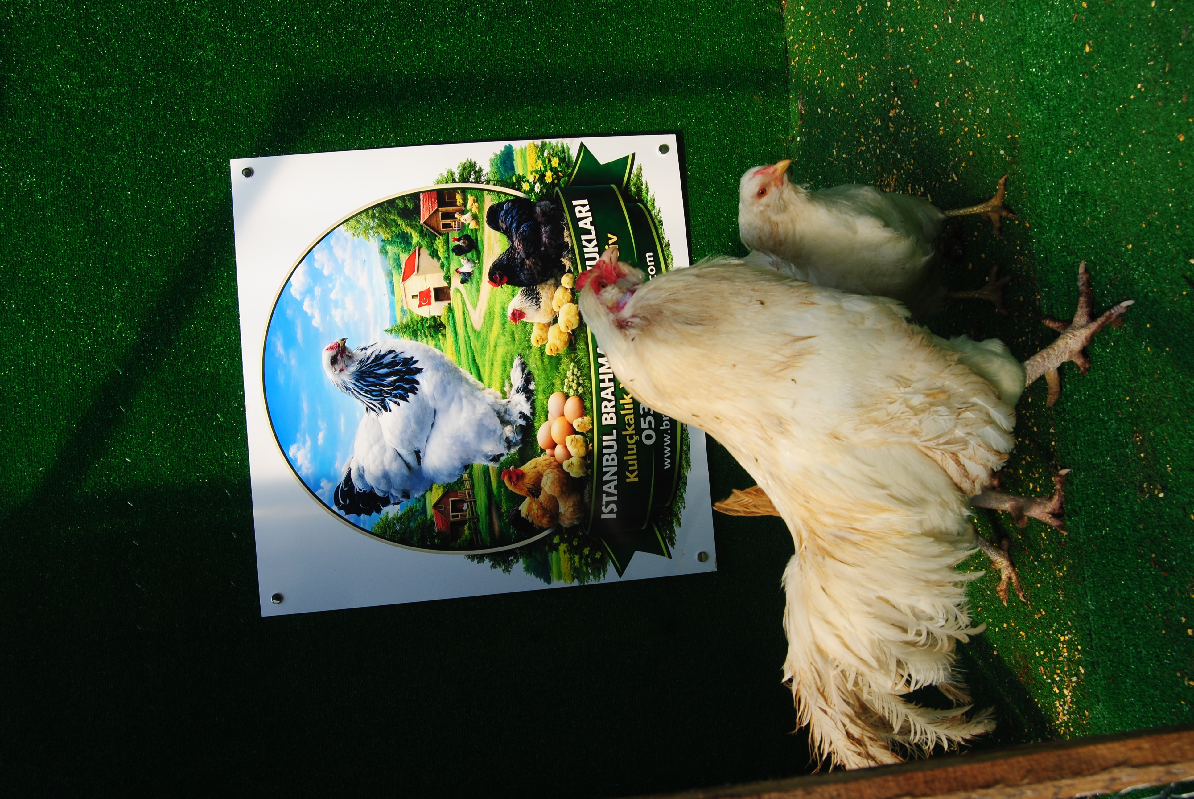 White Ameraucana Kuluçkalık Yumurta