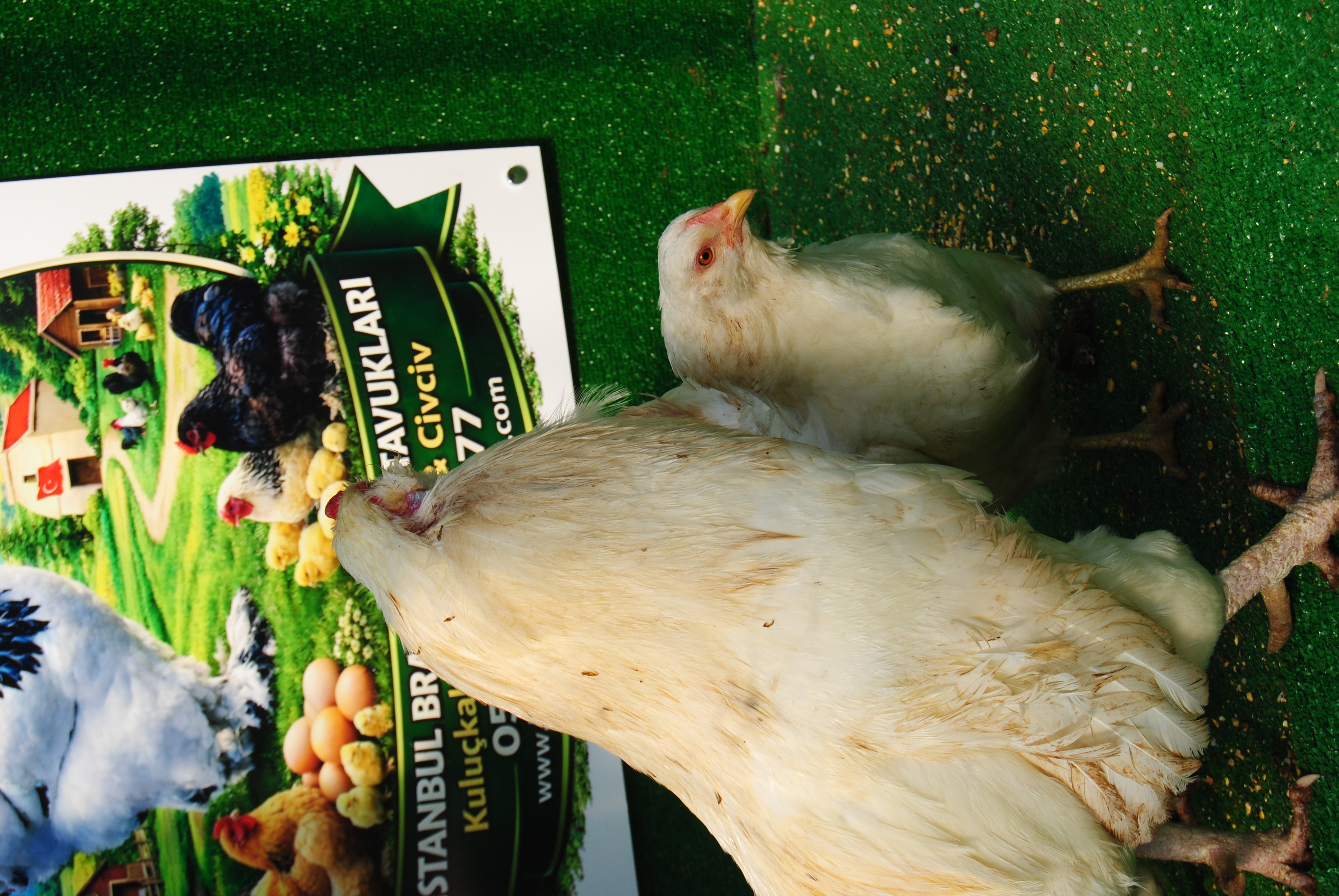 White Ameraucana Kuluçkalık Yumurta