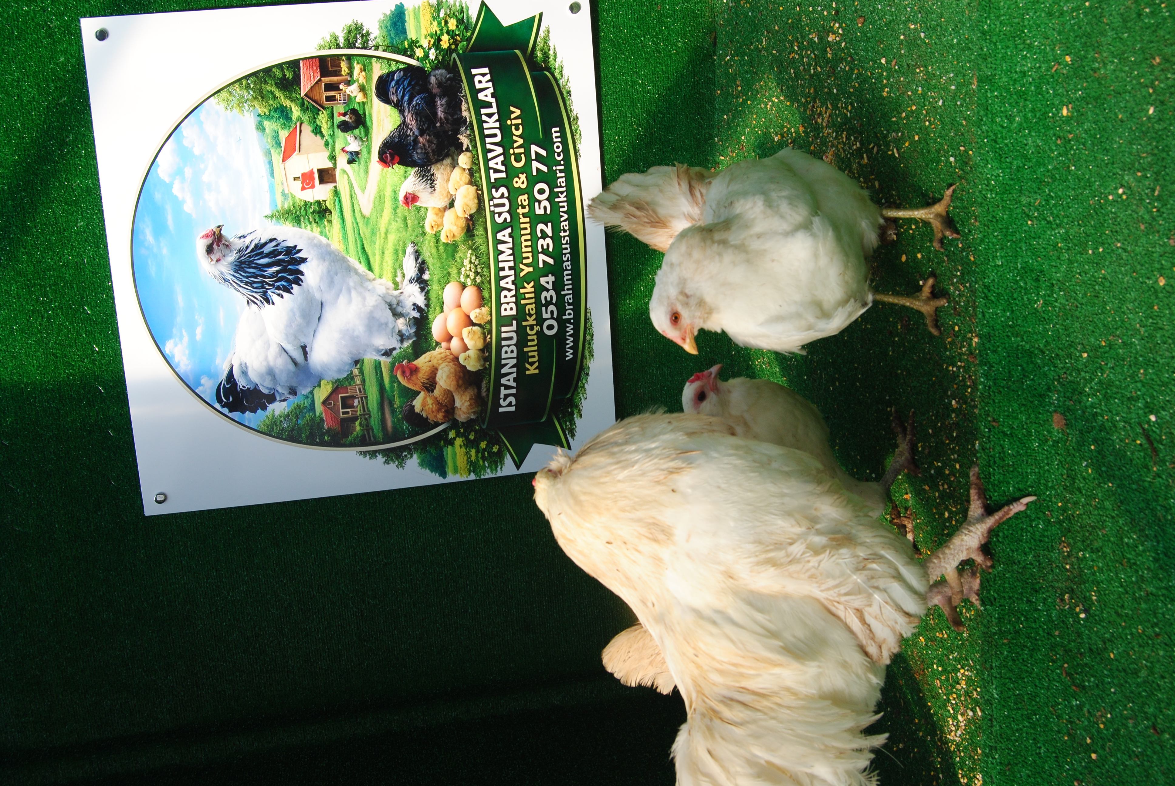 White Ameraucana Kuluçkalık Yumurta