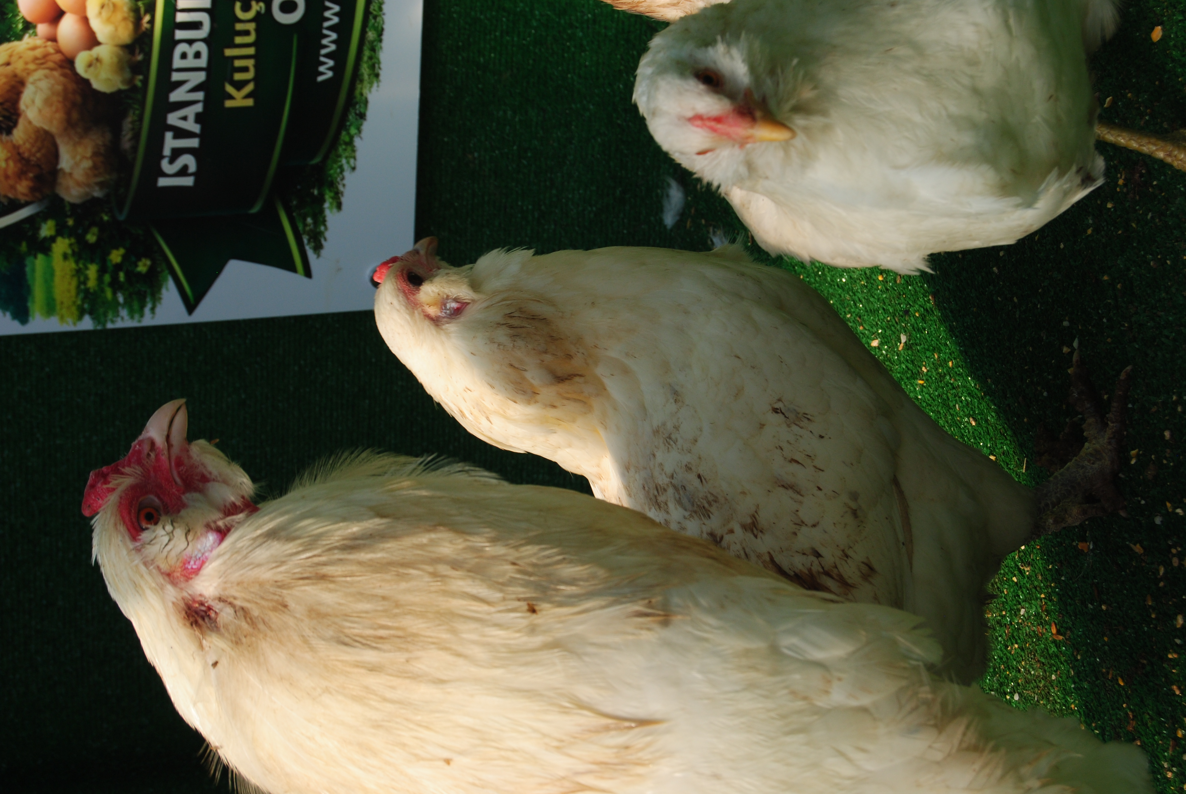 White Ameraucana Kuluçkalık Yumurta