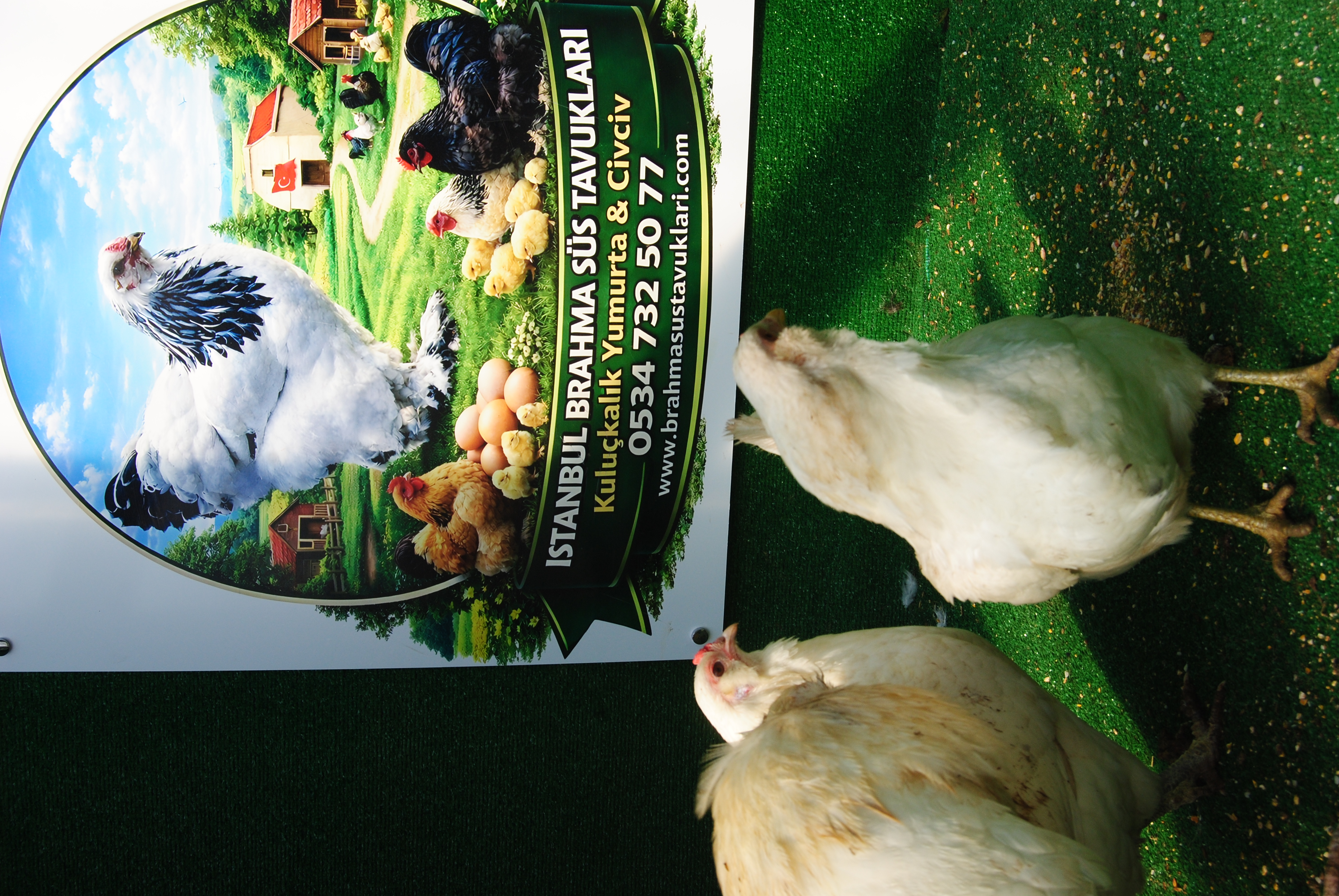 White Ameraucana Kuluçkalık Yumurta