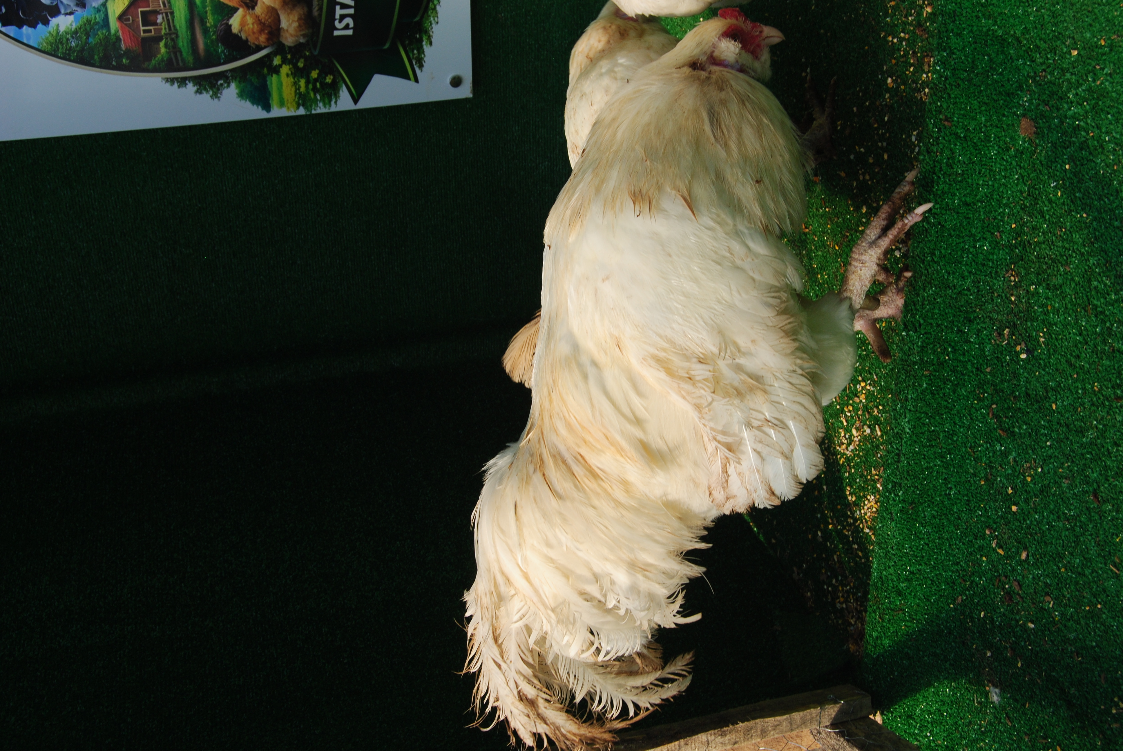 White Ameraucana Kuluçkalık Yumurta