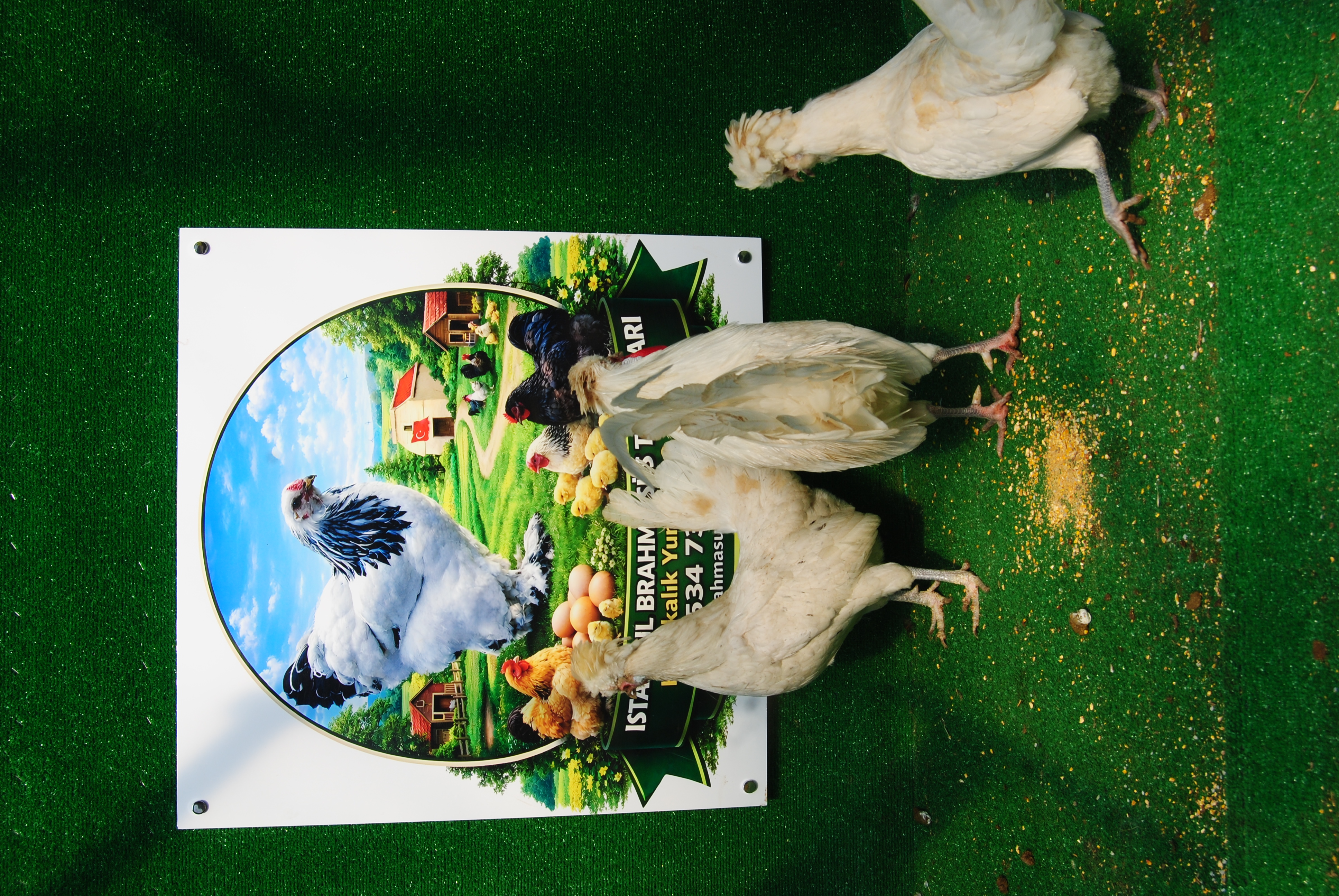 White Fizan Kuluçkalık Yumurta