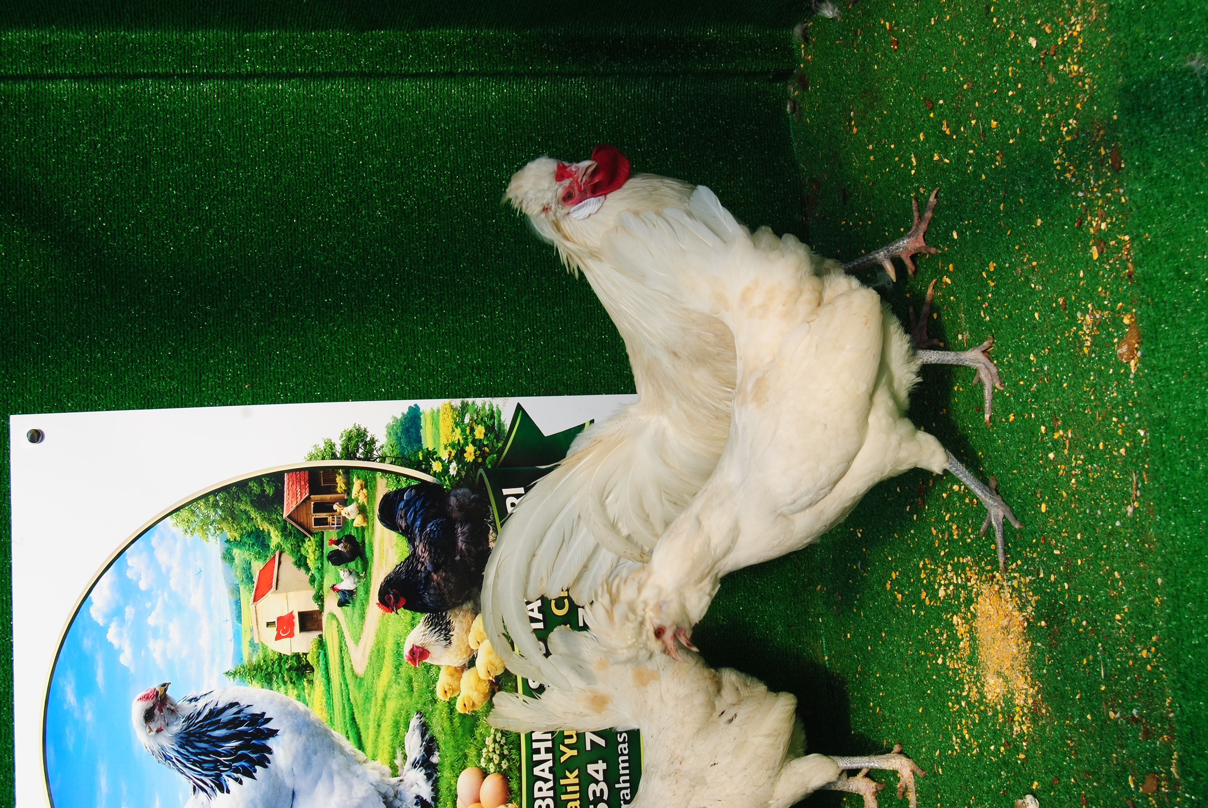 White Fizan Kuluçkalık Yumurta