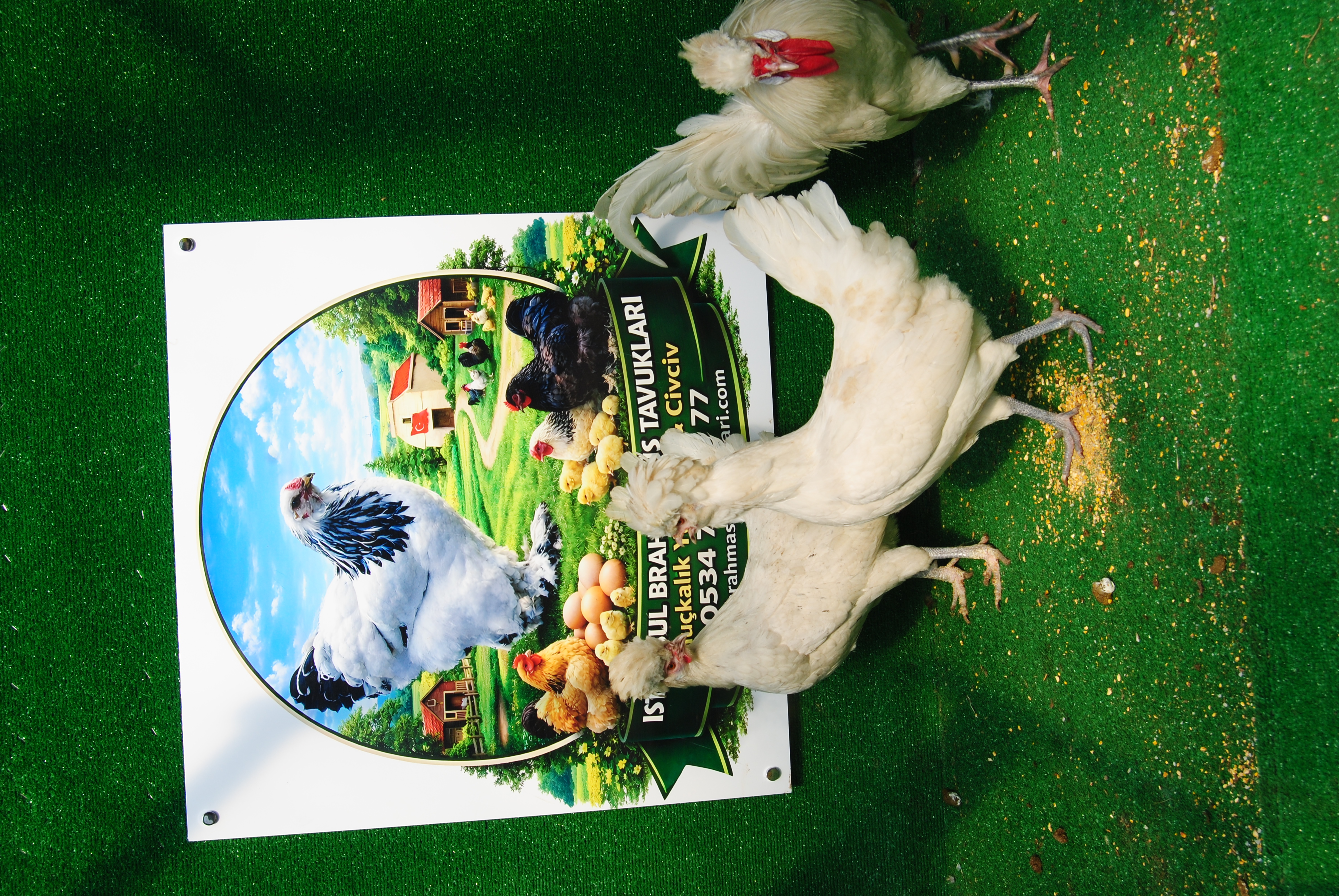 White Fizan Kuluçkalık Yumurta