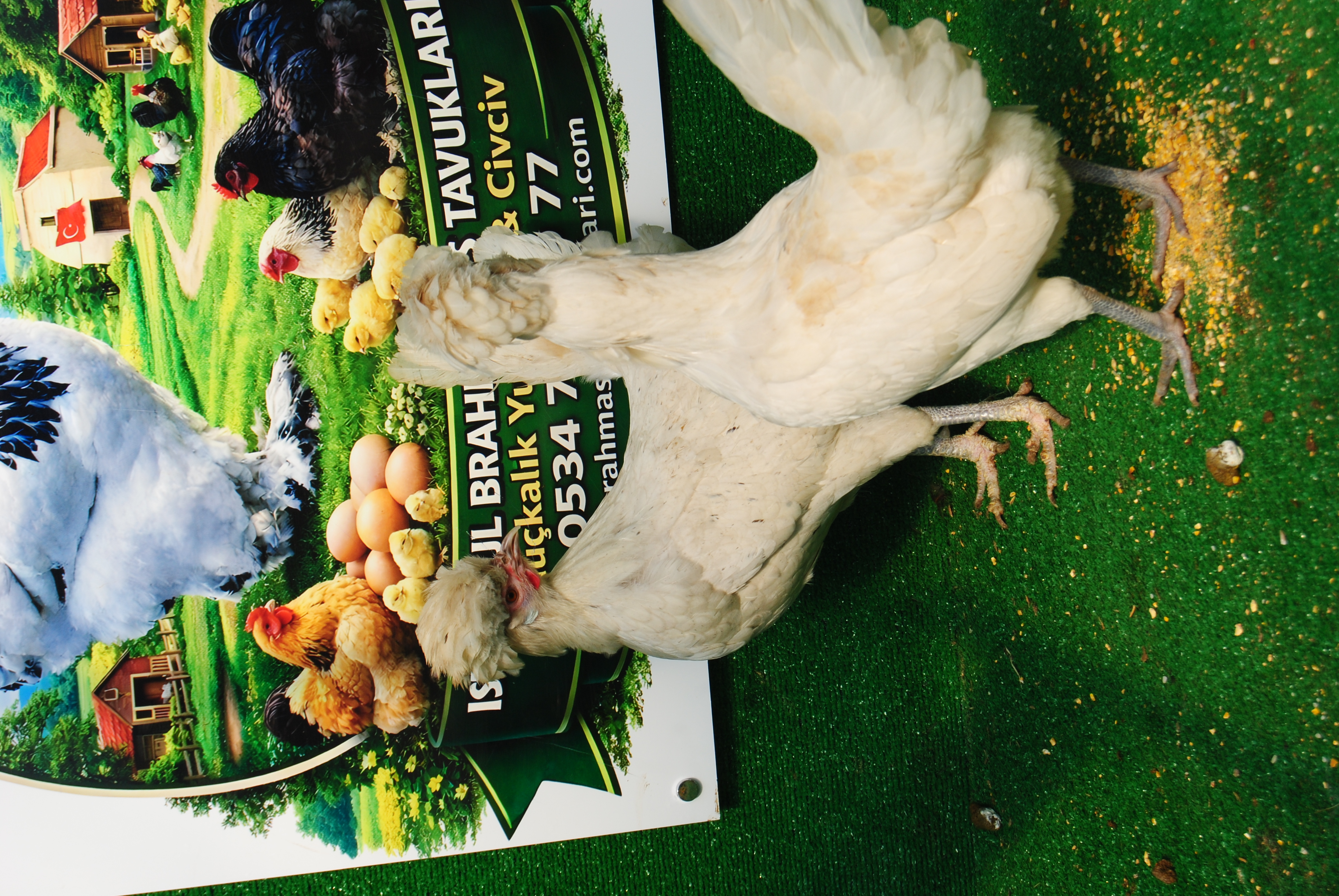 White Fizan Kuluçkalık Yumurta