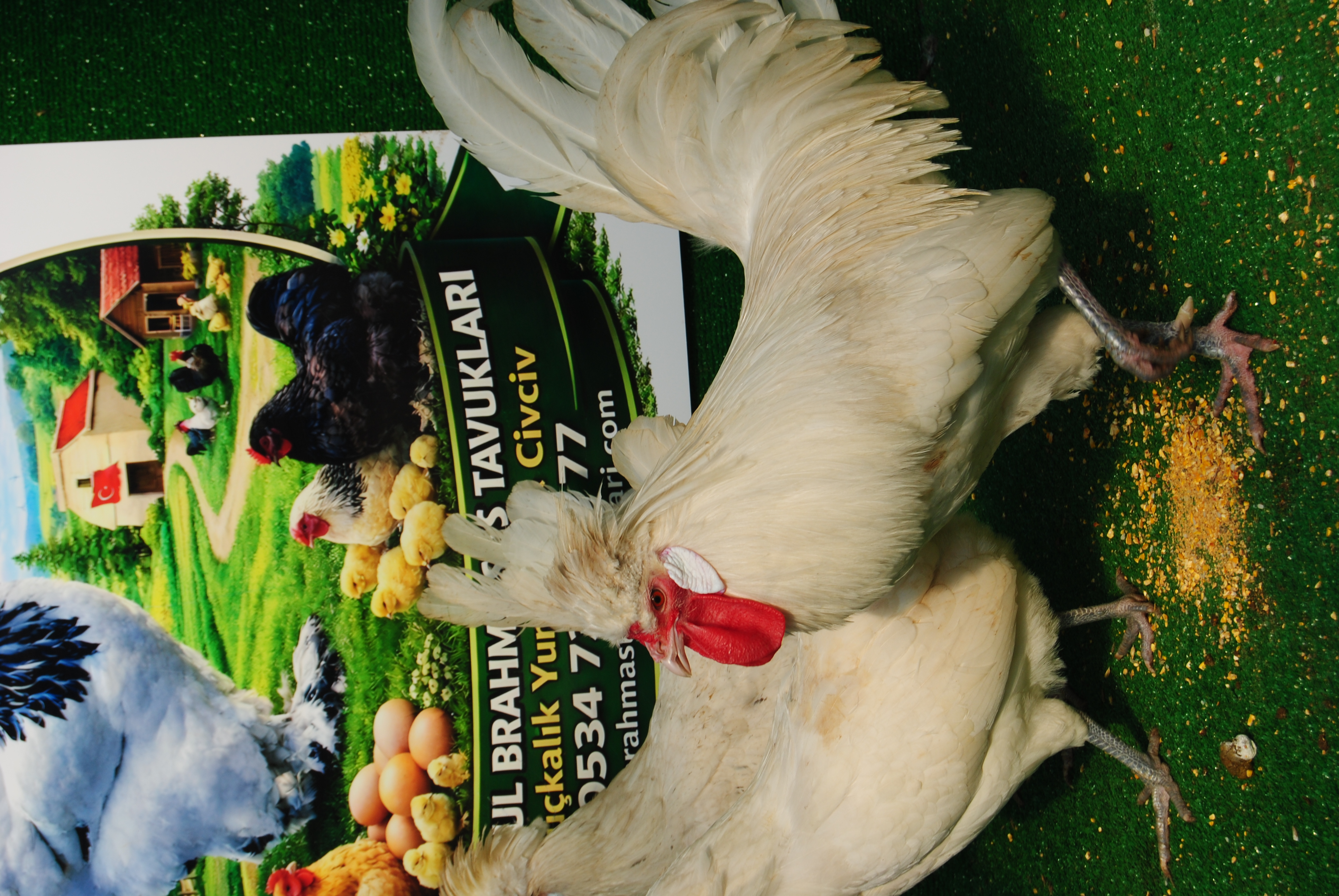 White Fizan Kuluçkalık Yumurta