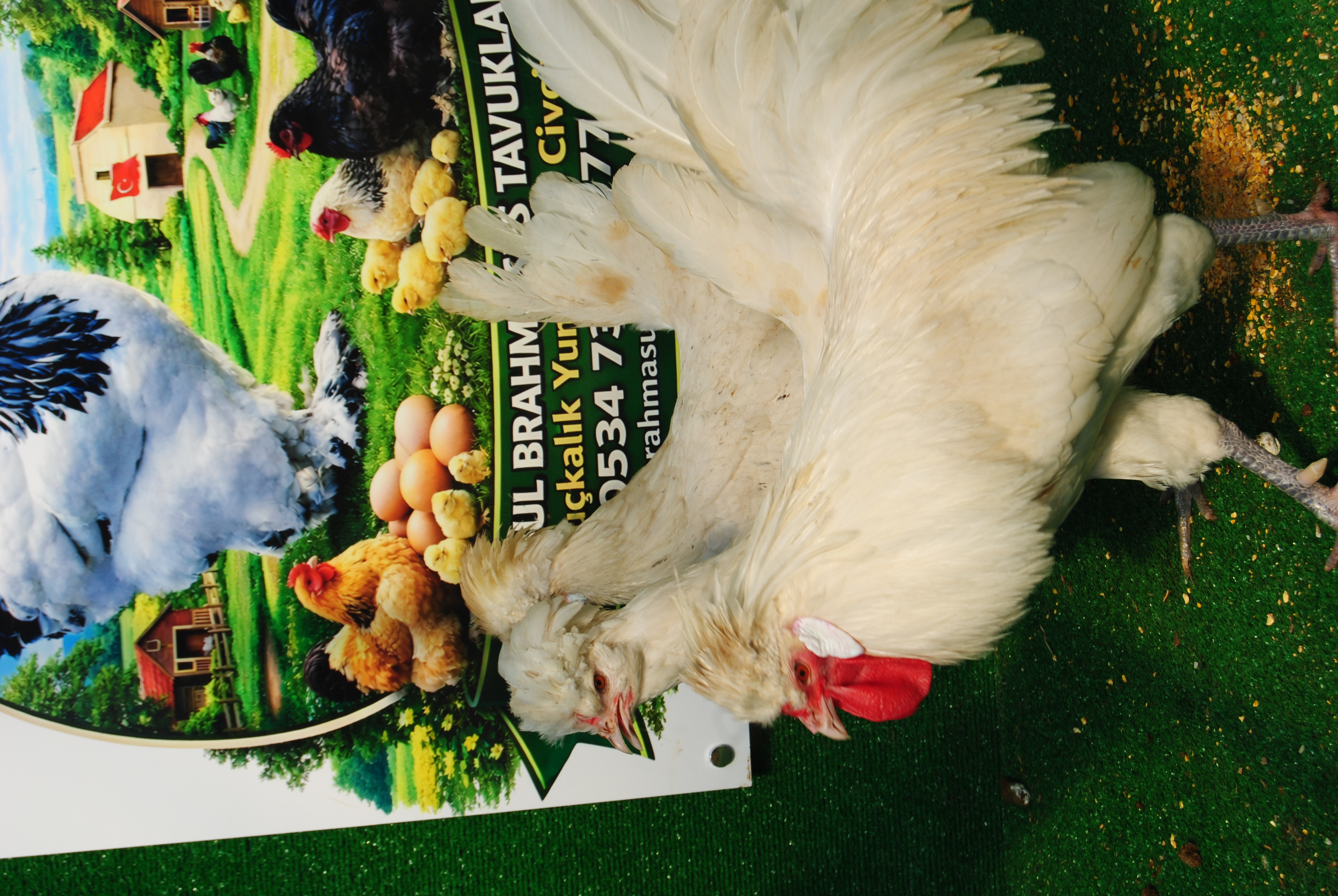 White Fizan Kuluçkalık Yumurta