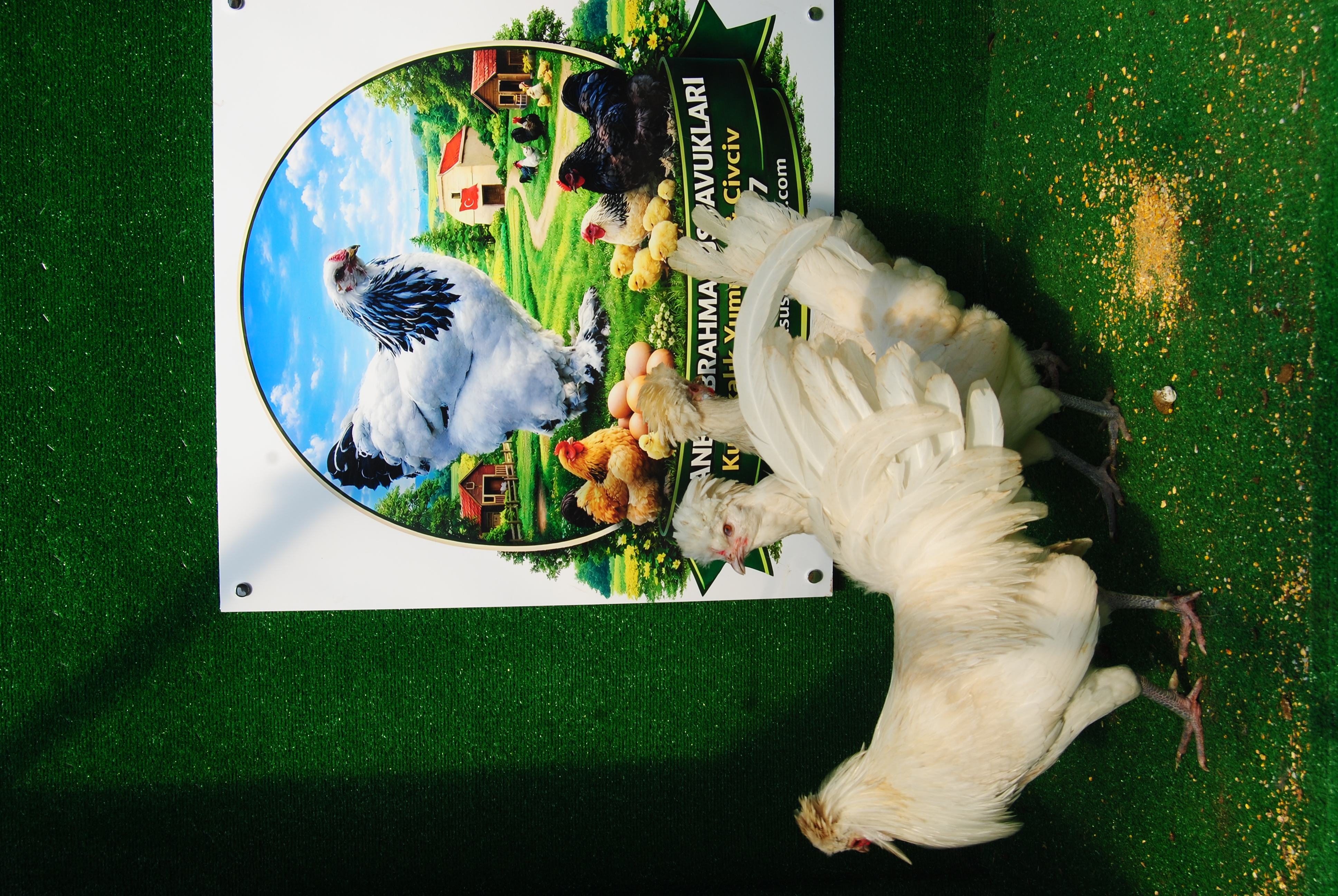 White Fizan Kuluçkalık Yumurta